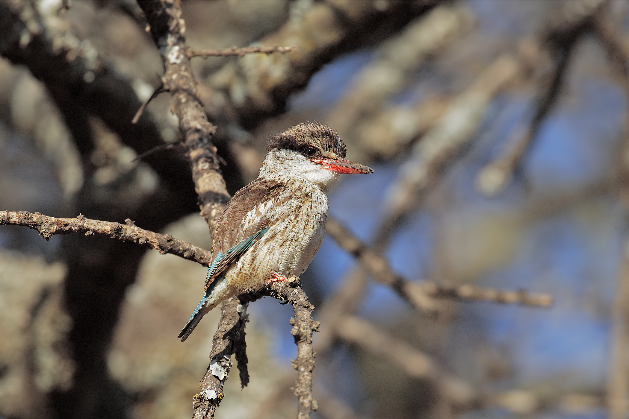 Striped Kingfisher