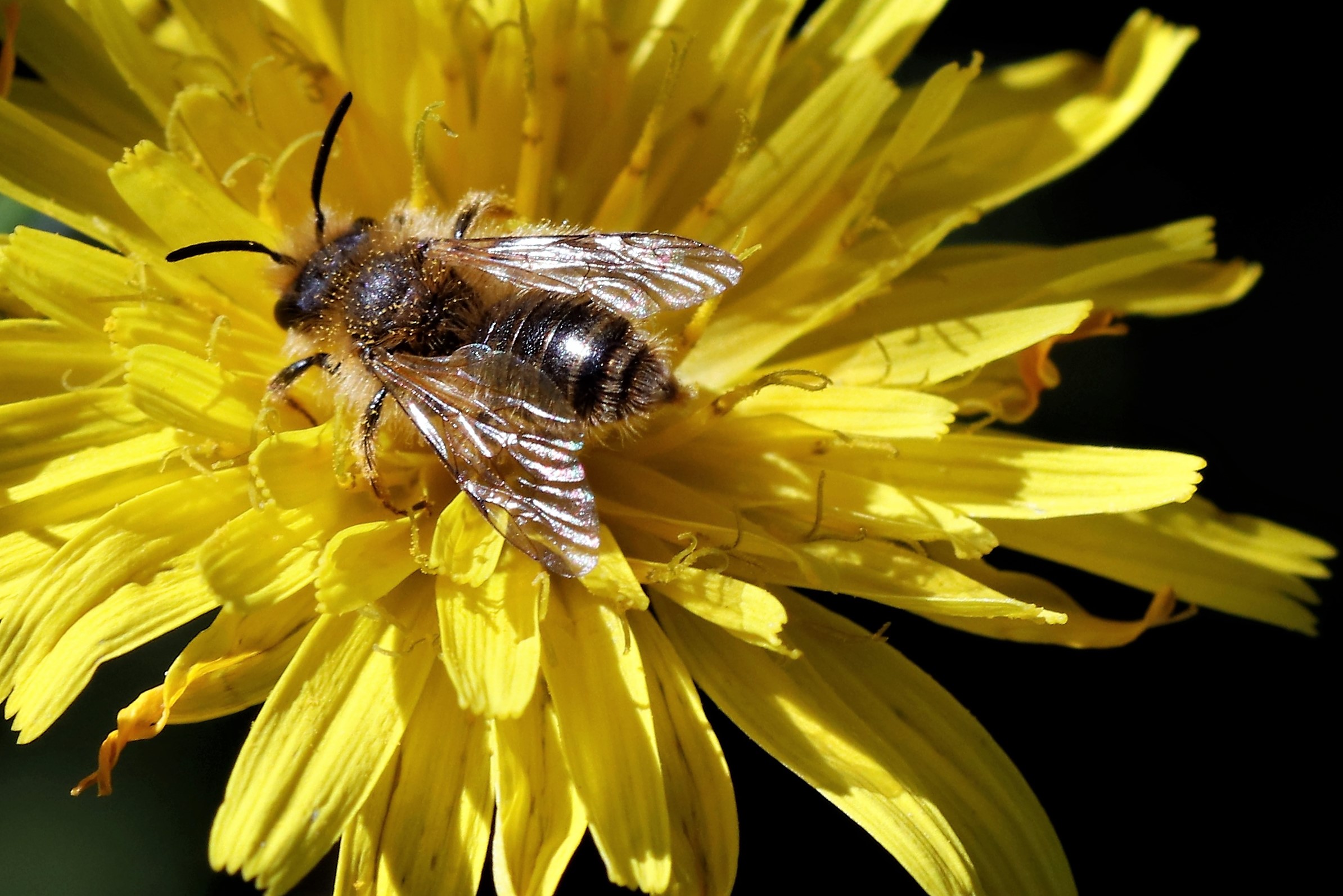 The cousin of the Maya Bee