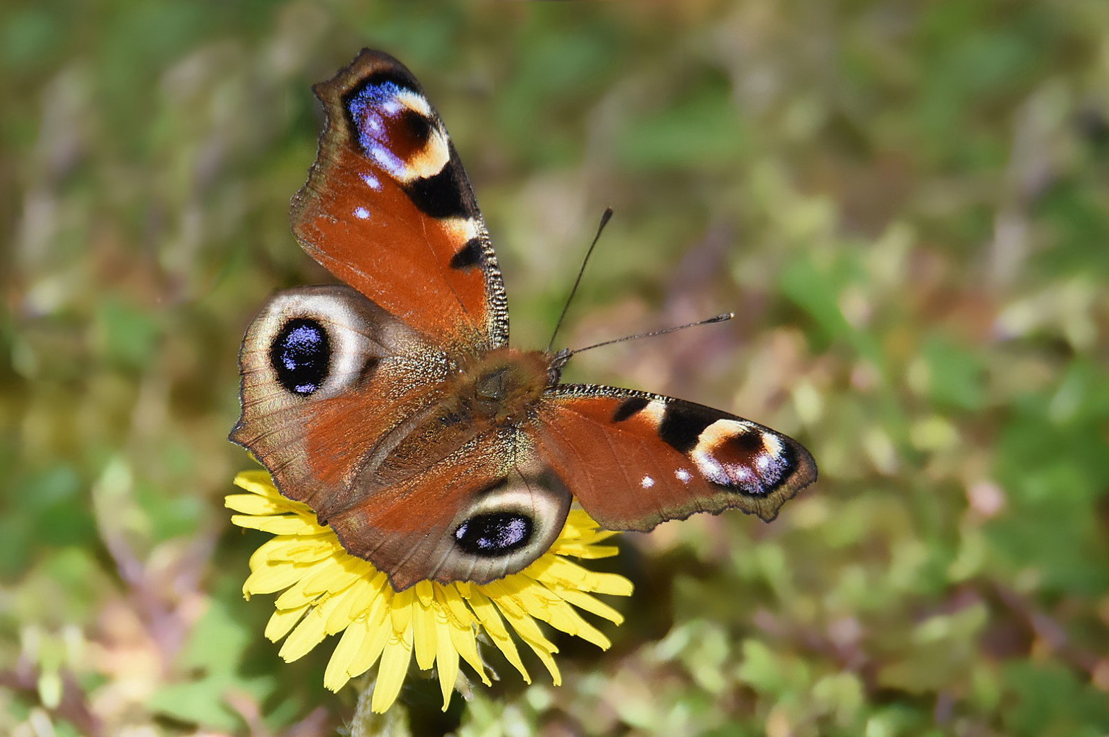 vanessa io o occhio di pavone