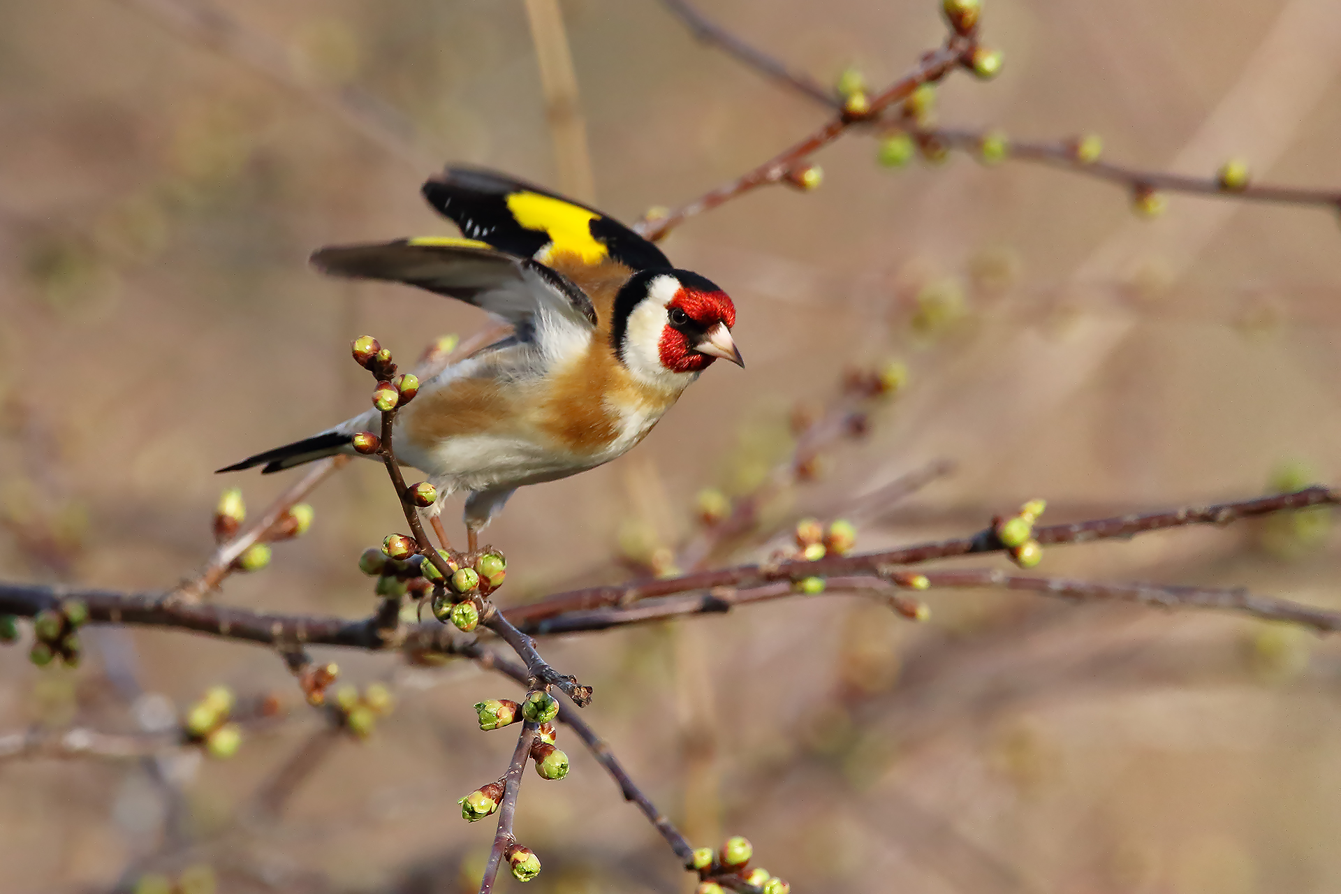 Goldfinch