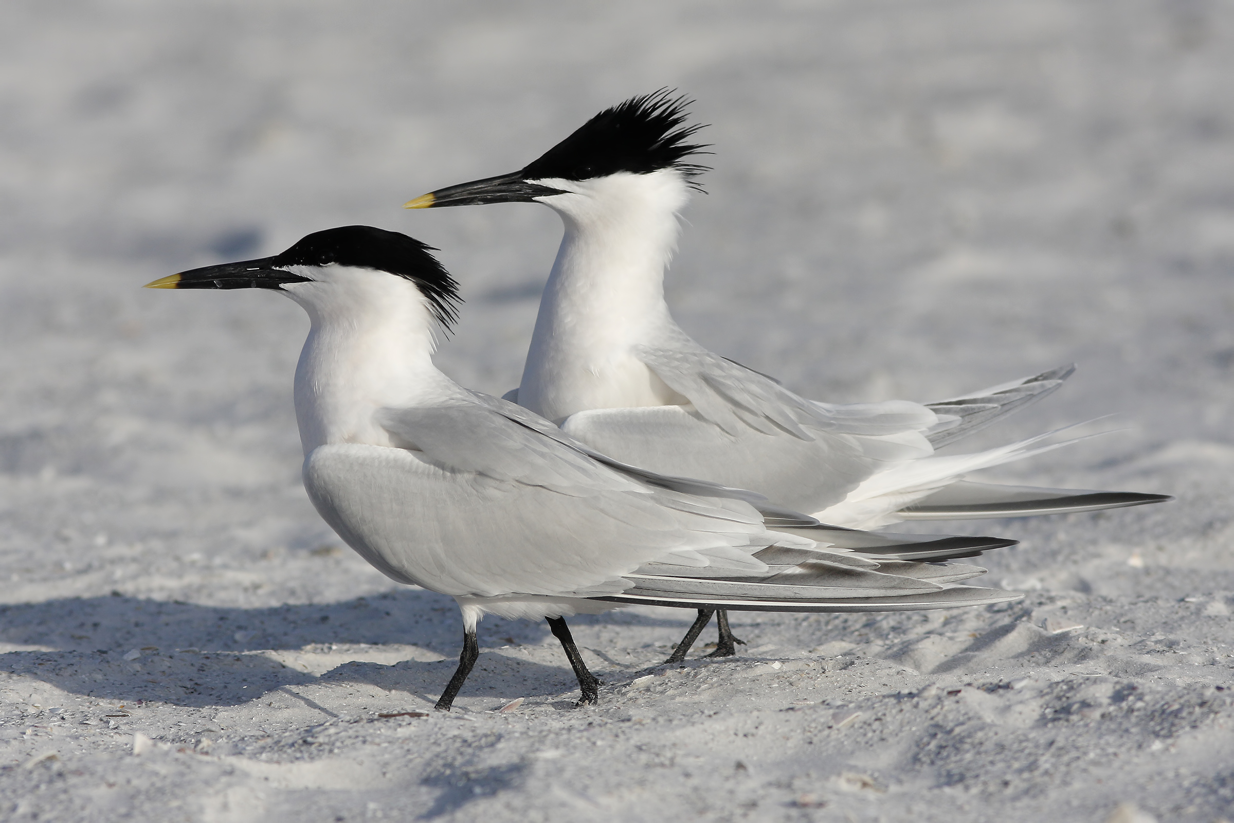 Sandwich Tern