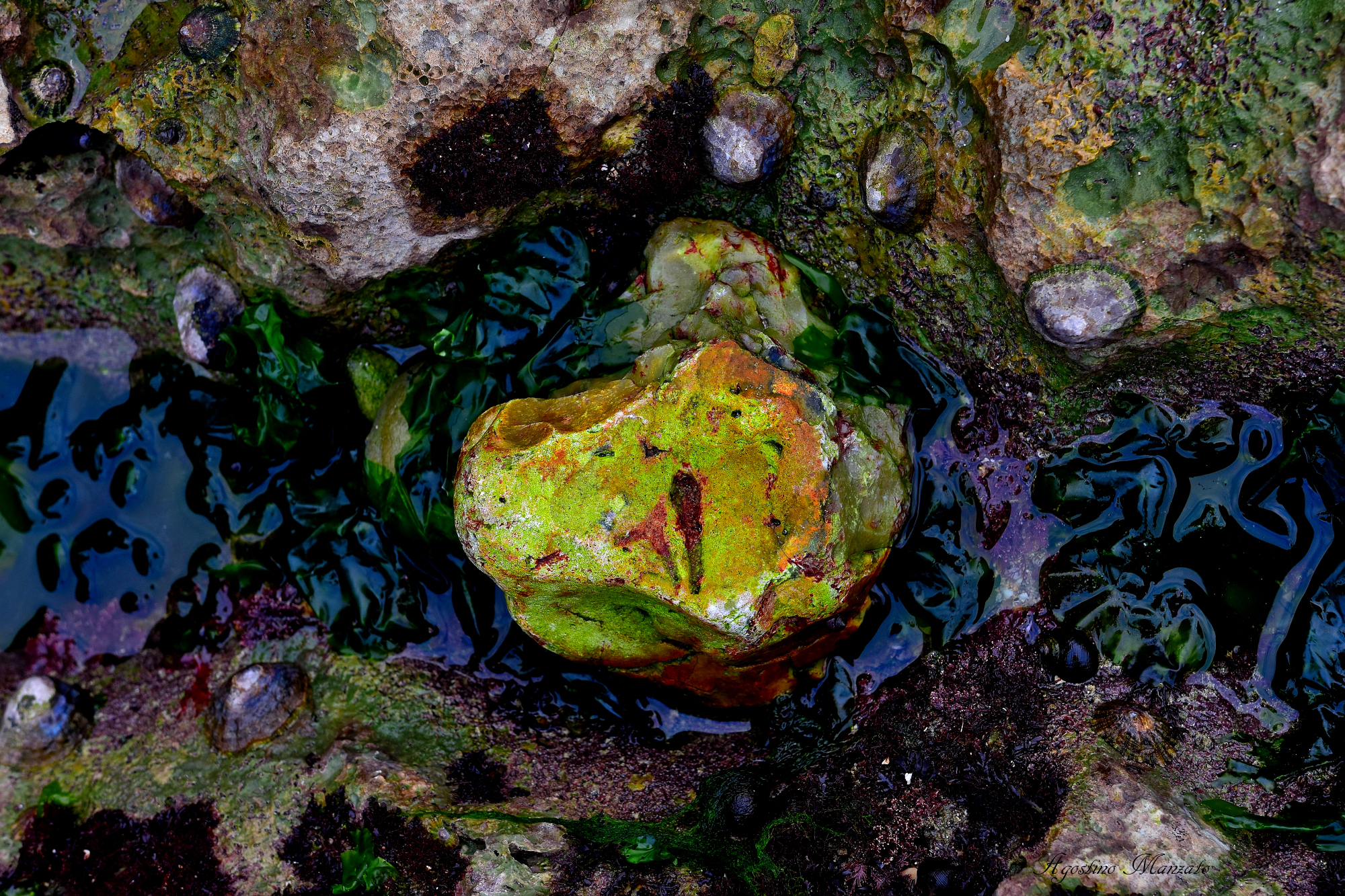 Microrganismi sulla scogliera