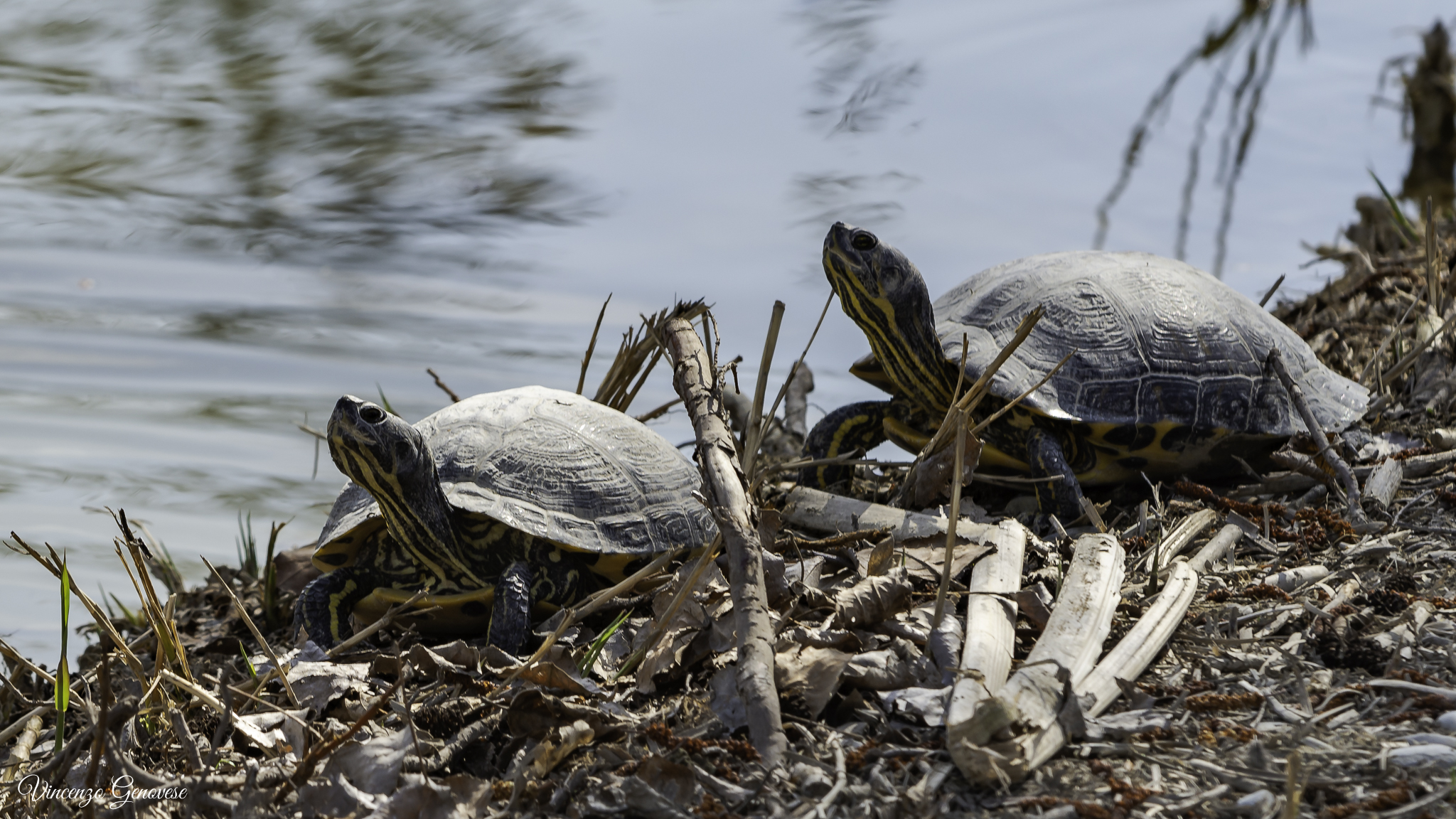 TEST Nikkor 70/200 F4