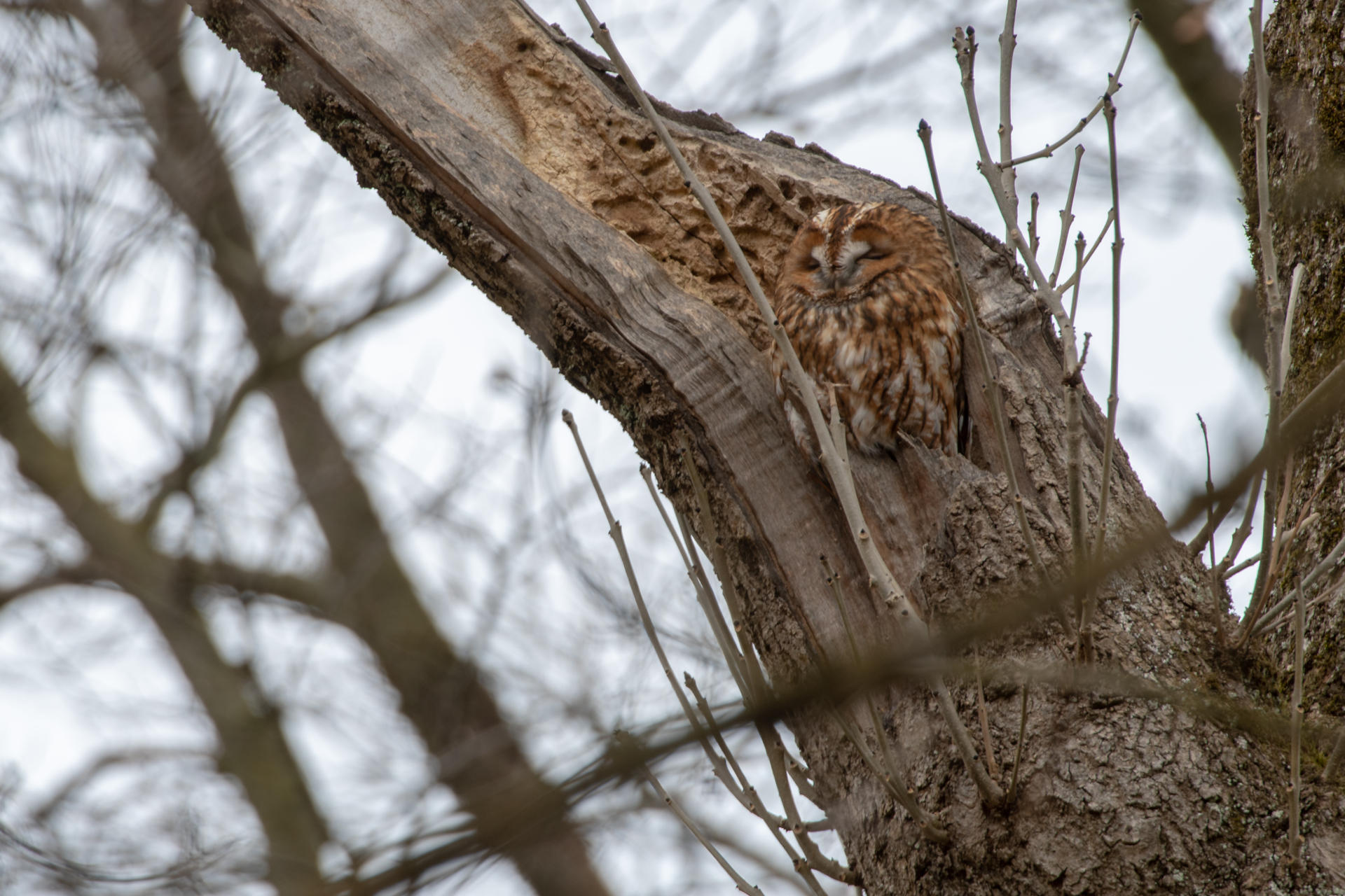 Tawny Owl