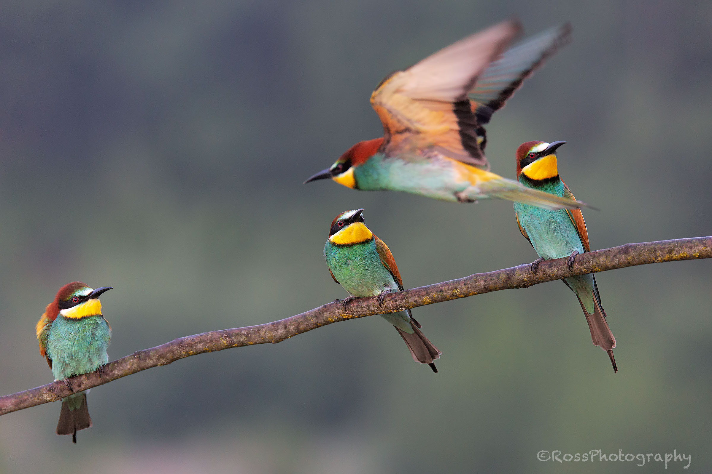 Gruccioni. Castelnuovo Scrivia