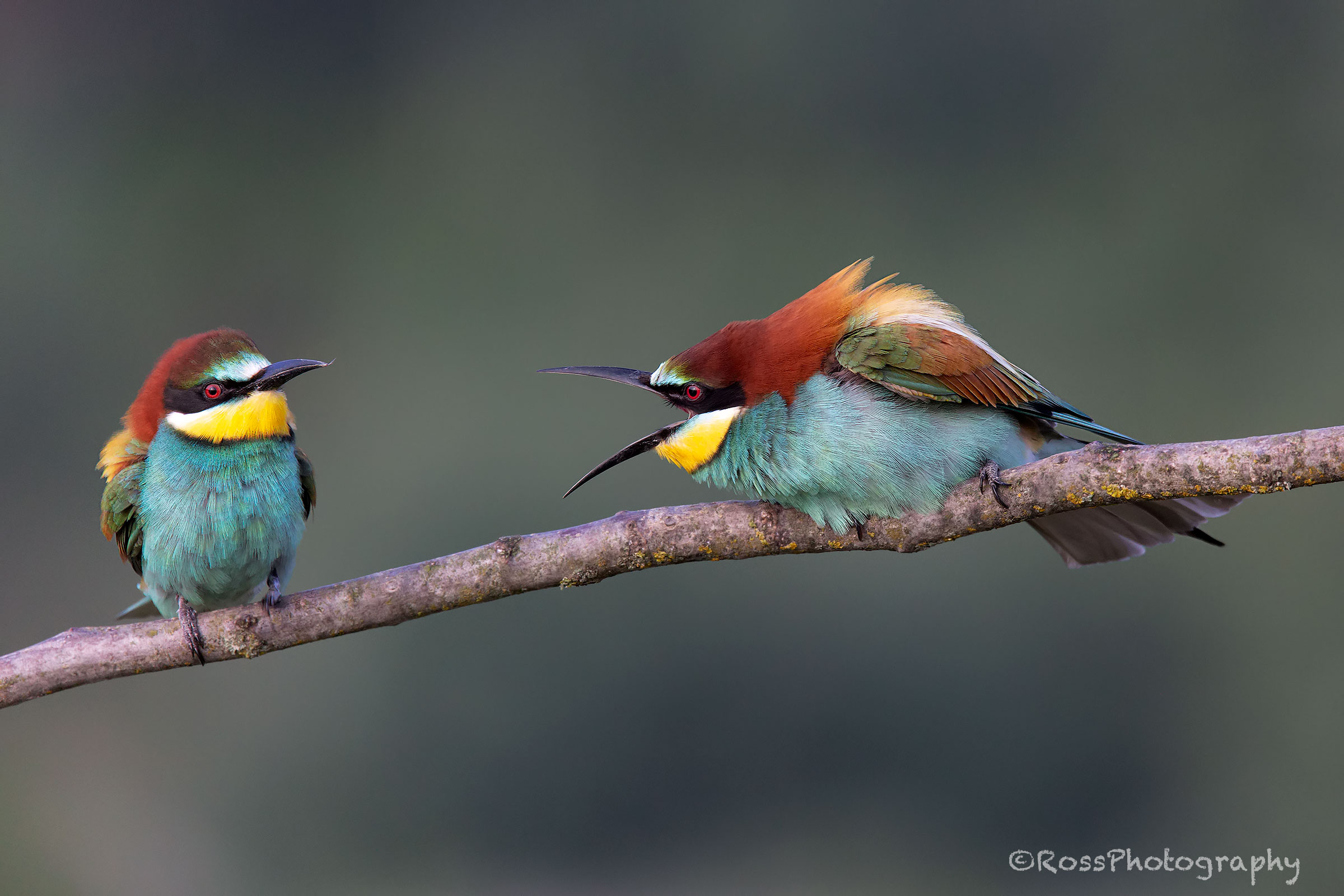 Gruccioni. Castelnuovo Scrivia