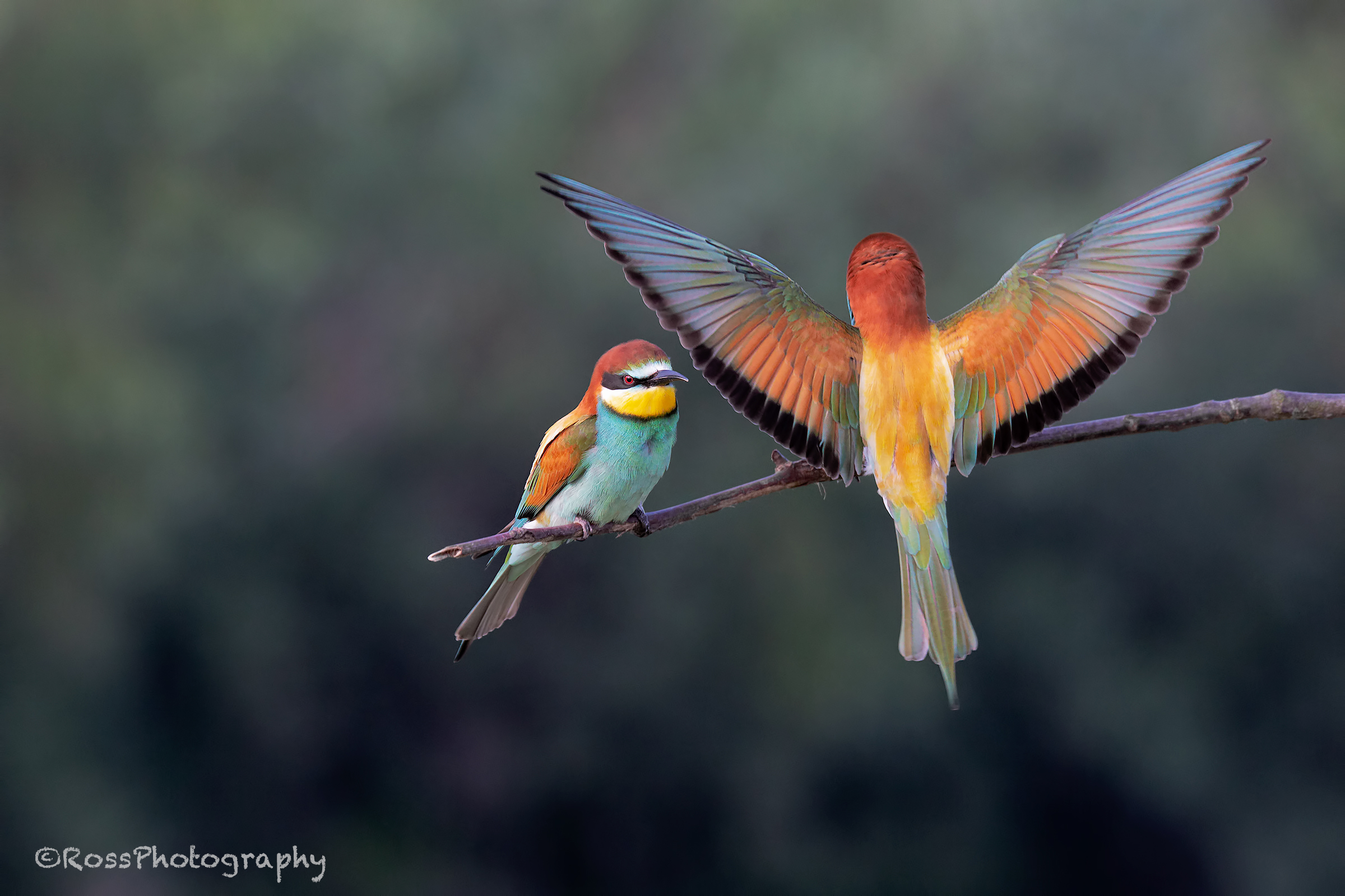 Gruccioni. Castelnuovo Scrivia