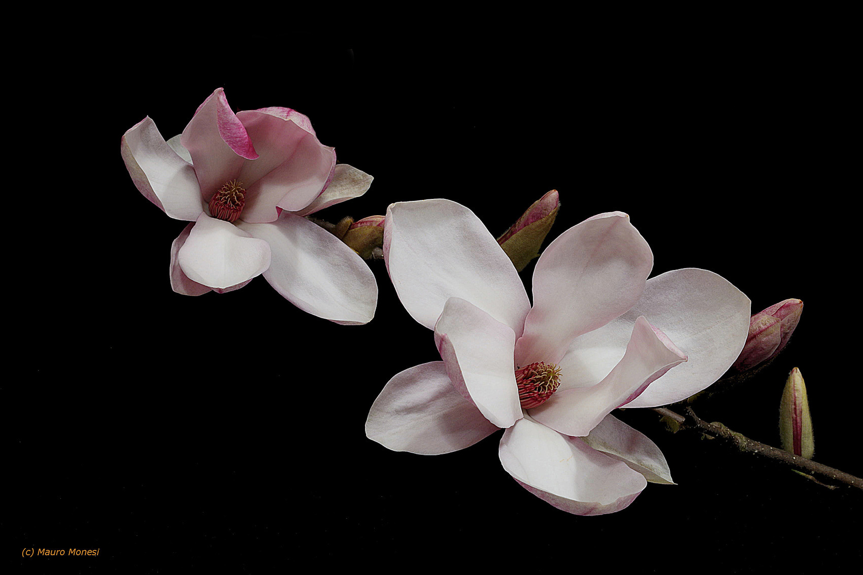 Magnolia Starry