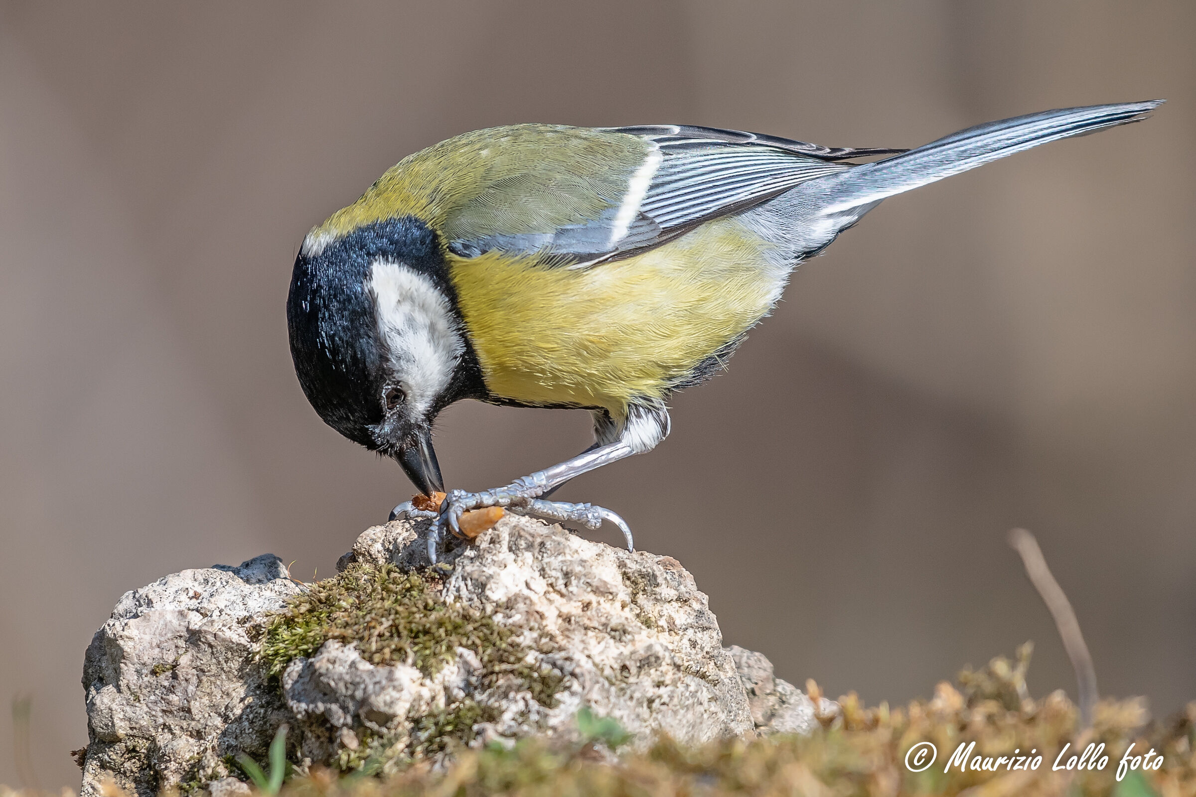 Camola close up ... e la cinciallegra ...