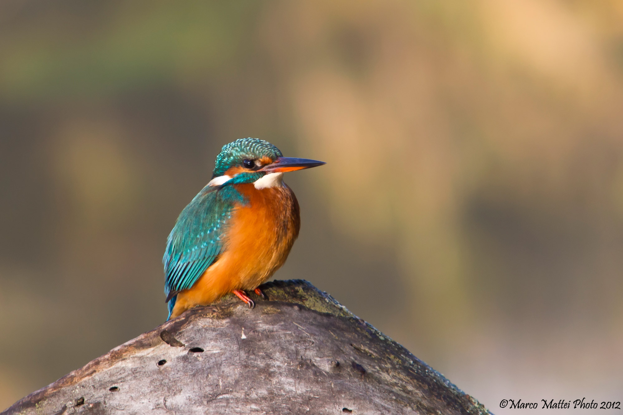 E' tornata Martina e ****Augura a tutti Buon Natale ***