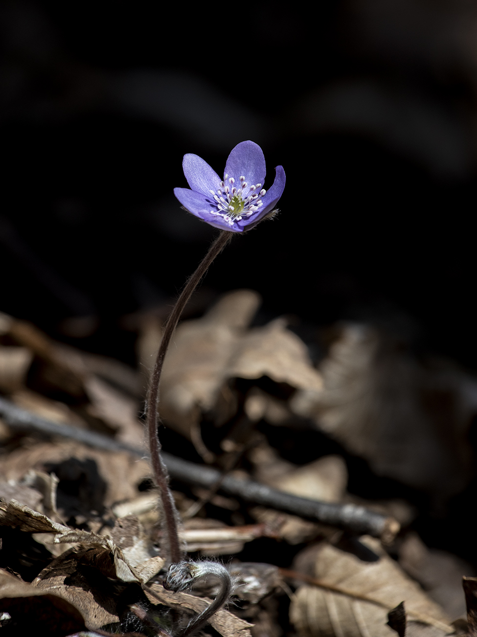 Hepatica nobilis