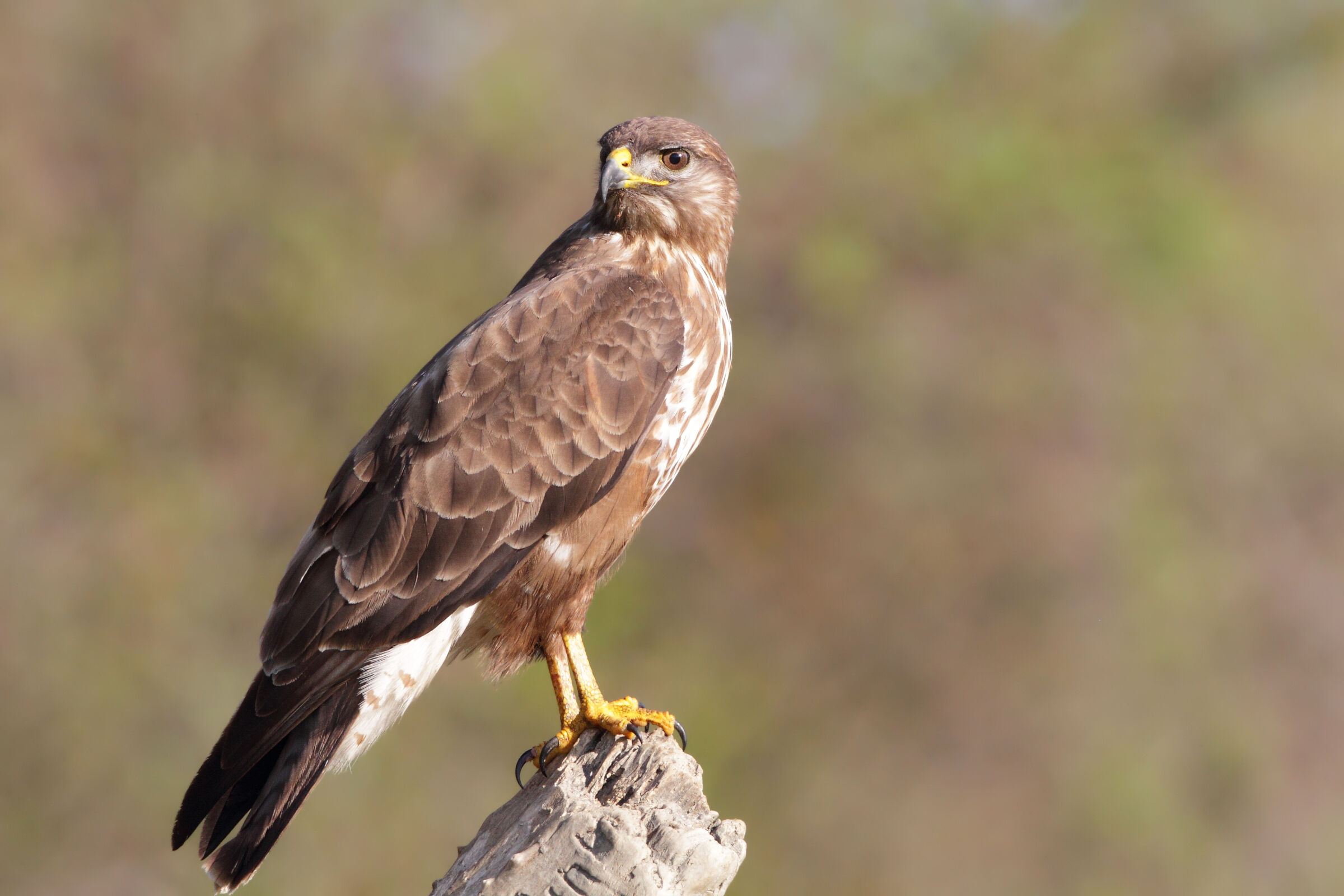 La Poiana al capannino - Finalmente in luce