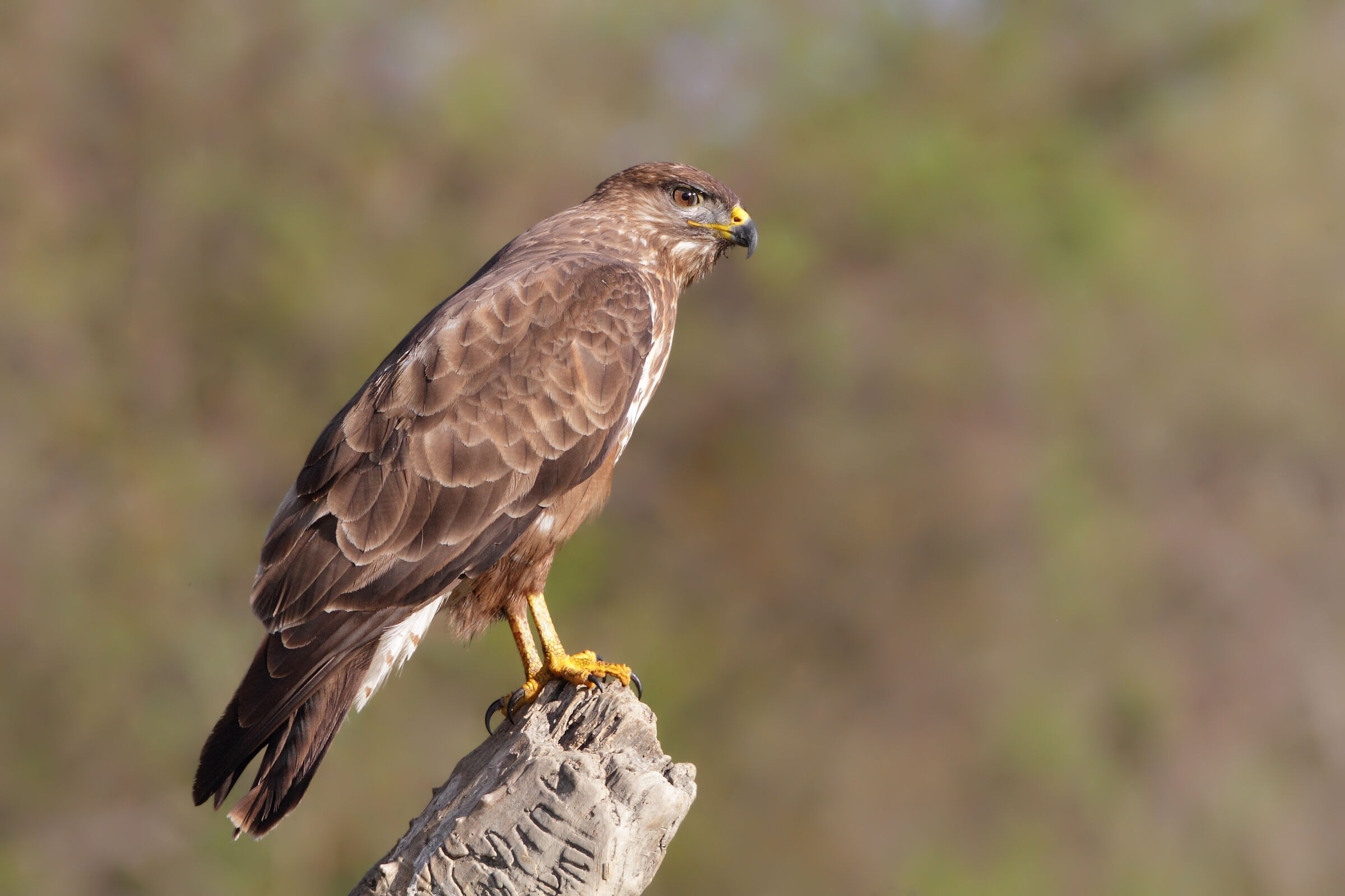 La Poiana al capannino - Finalmente in luce