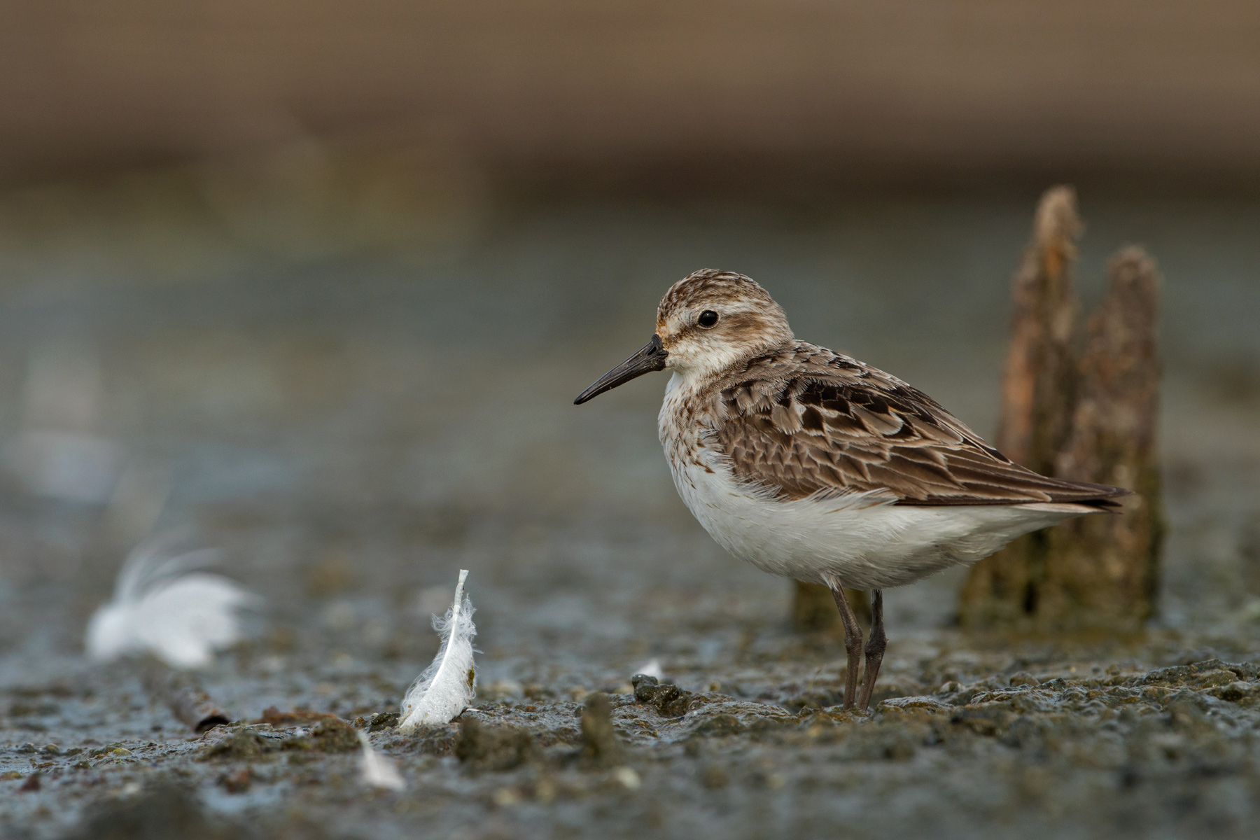Semipalmated Sandpiper