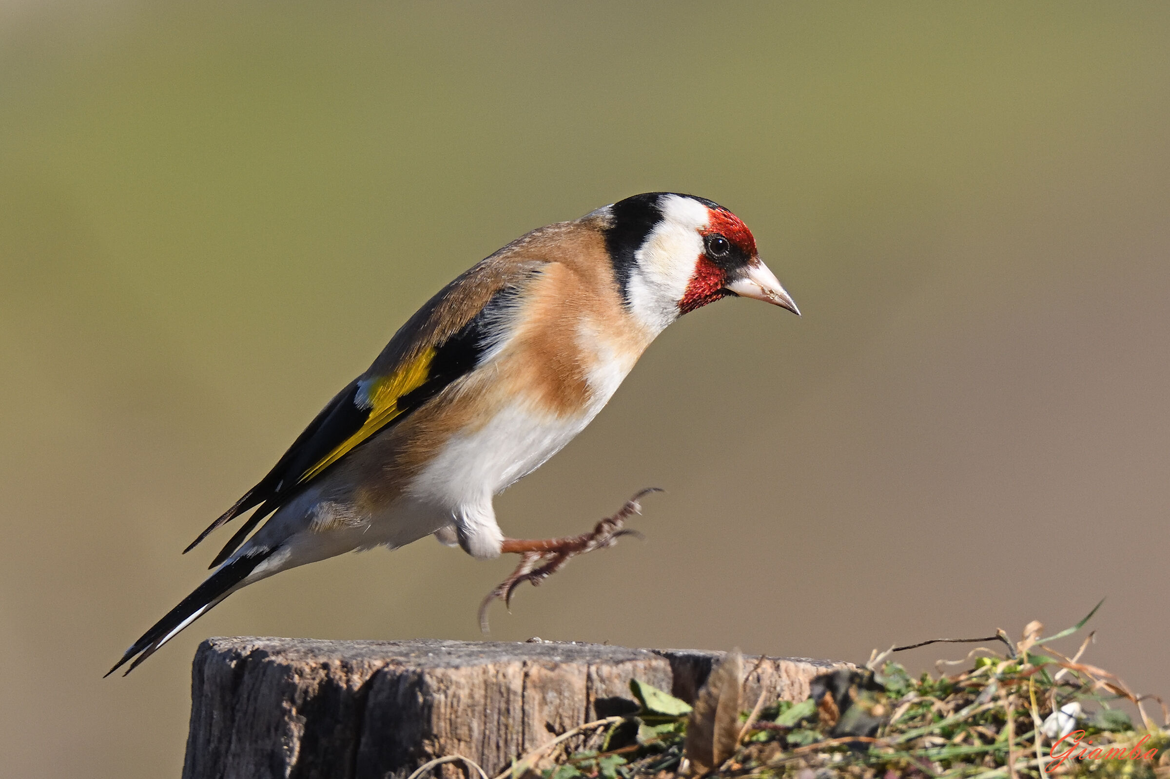 Cardellino... maschio