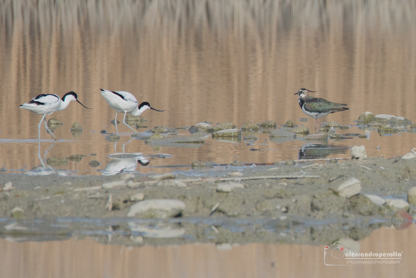 Avocets VS Lapwing