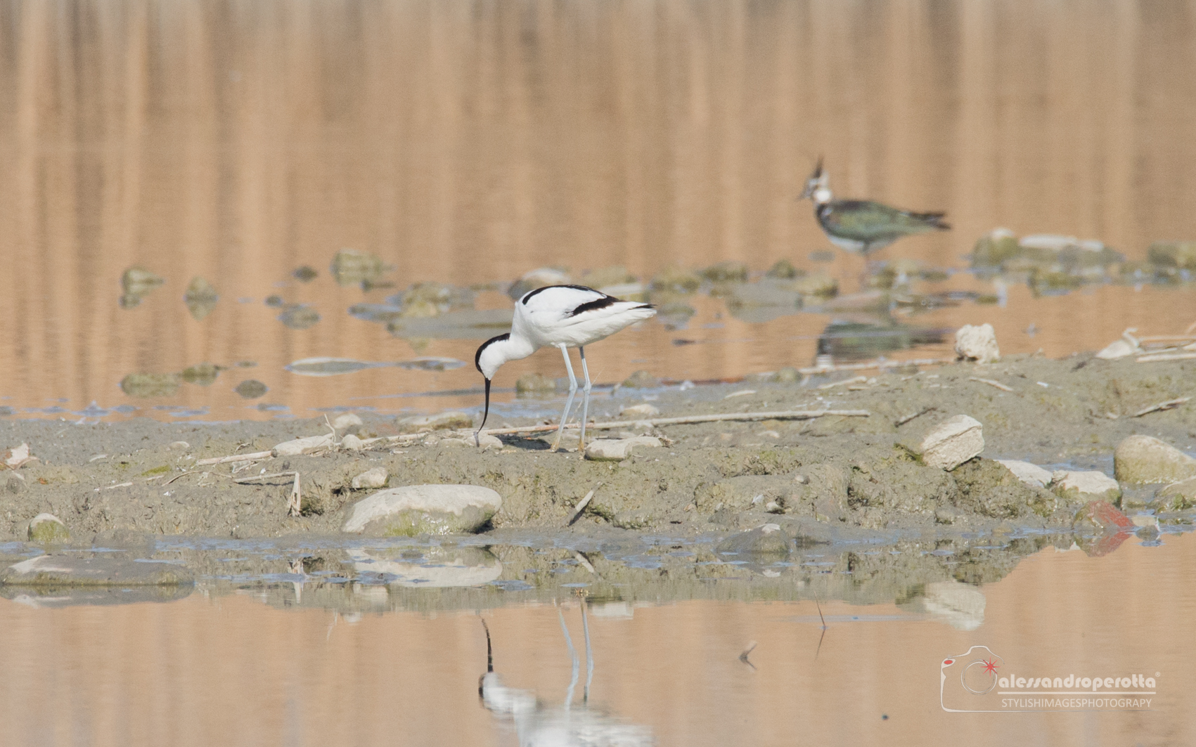 Avocet