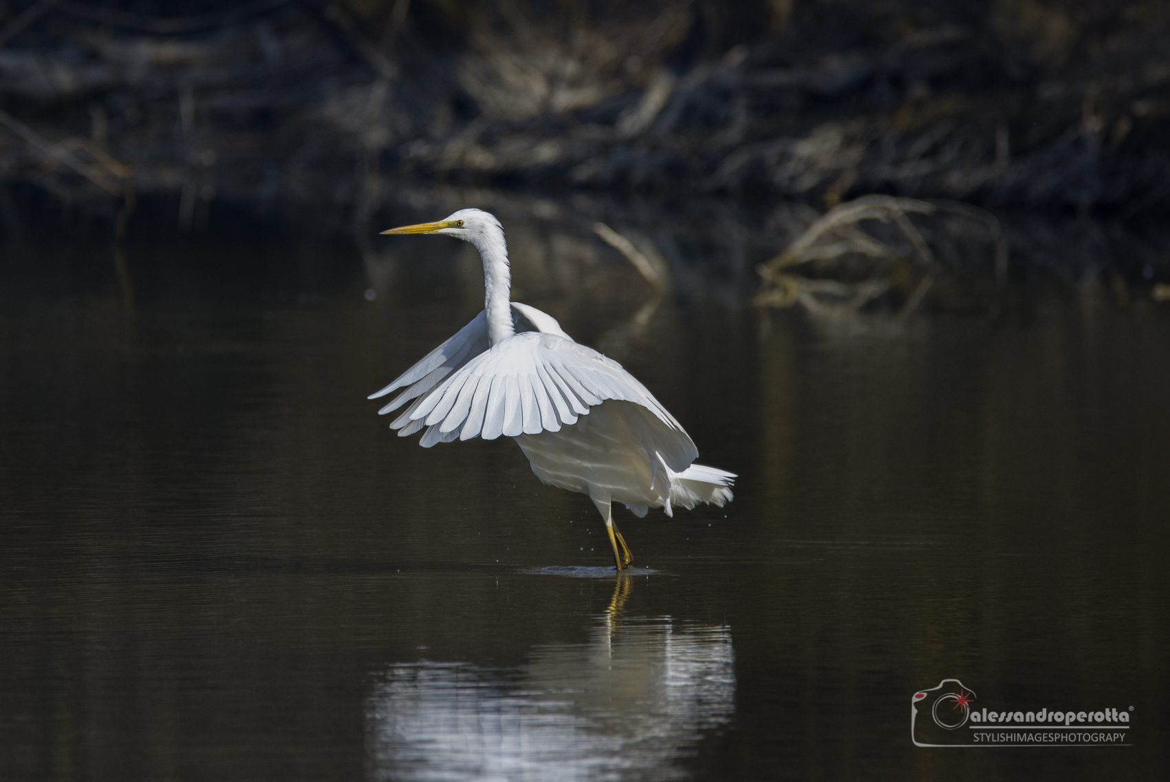 The Swan Dance.... OPS Heron White