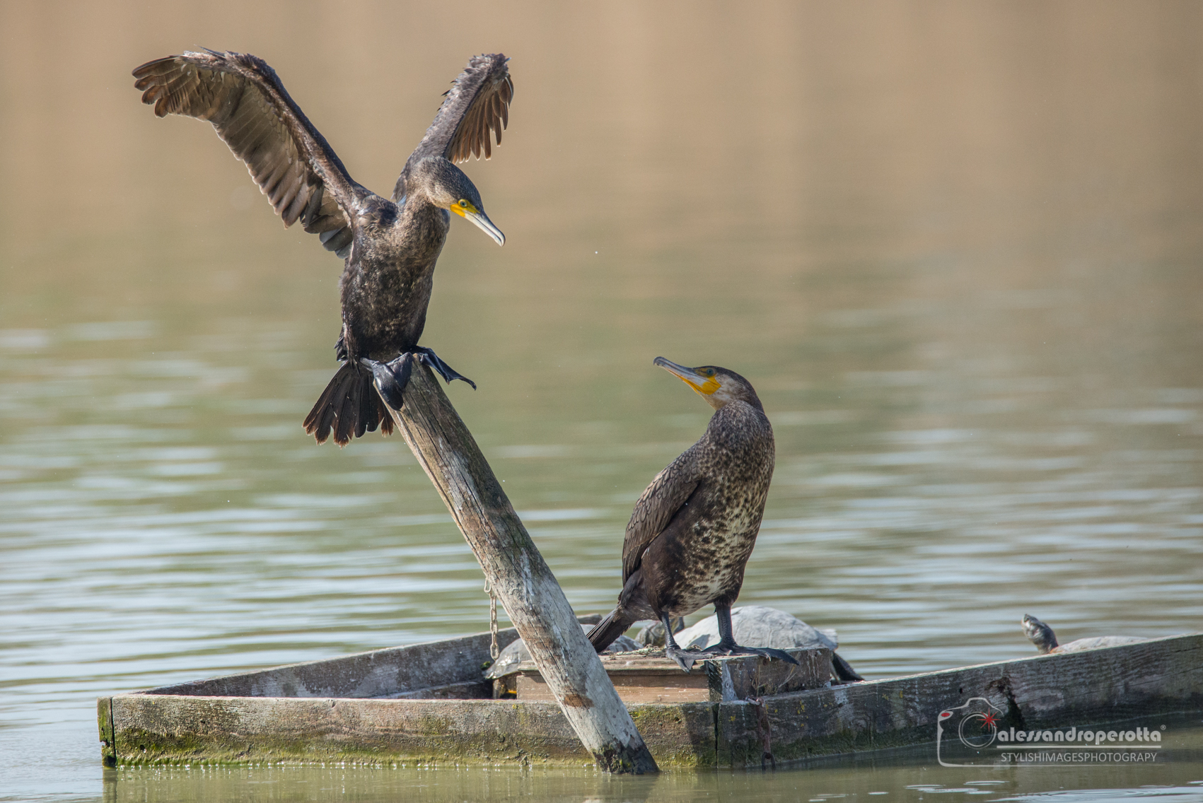 He and the Peunder...