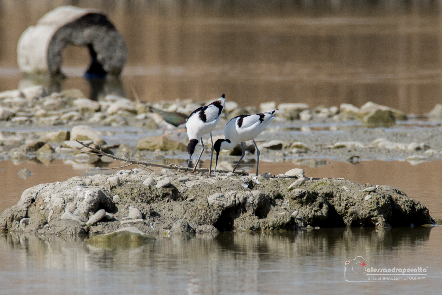 Avocets