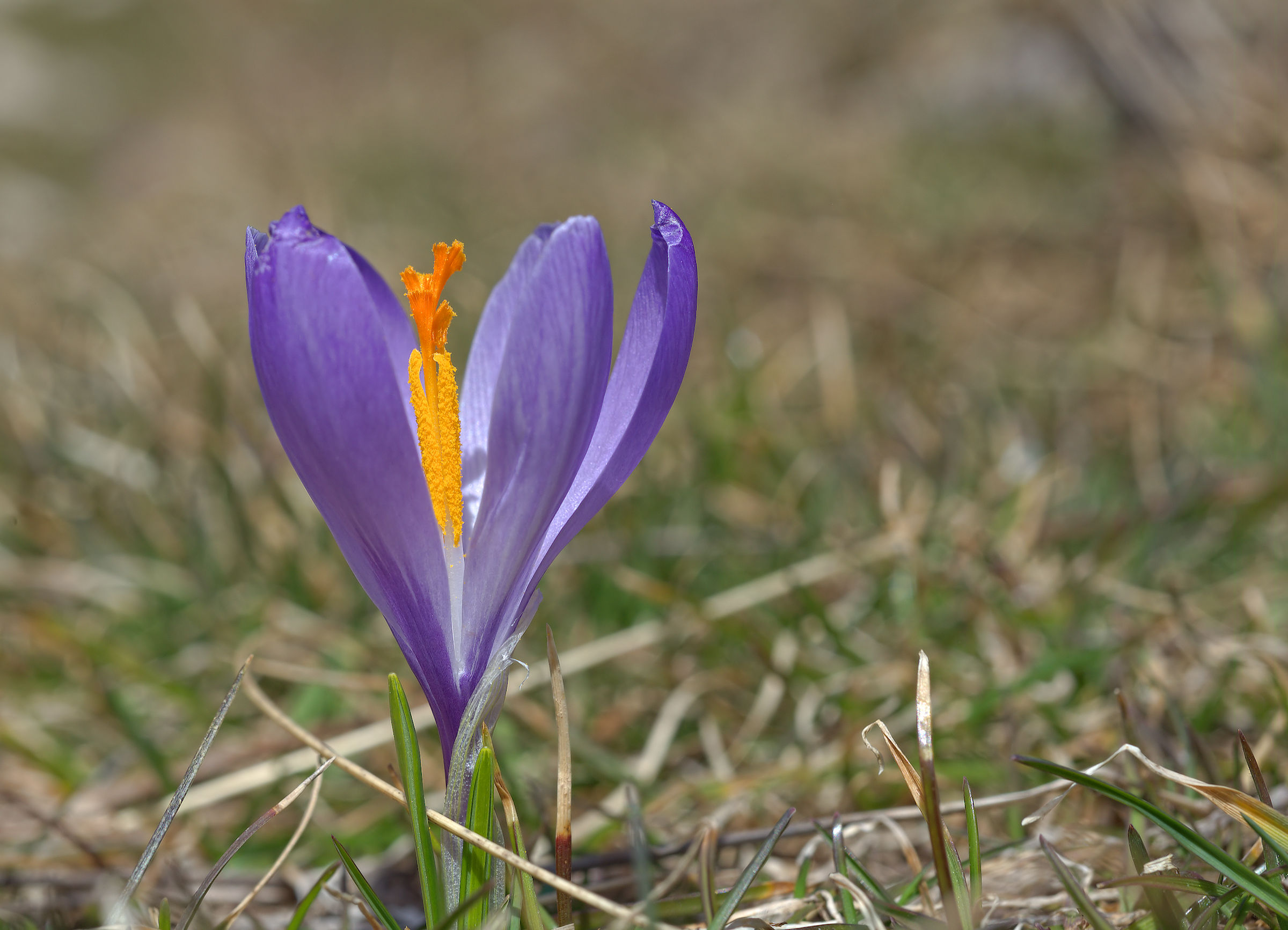 Crocus