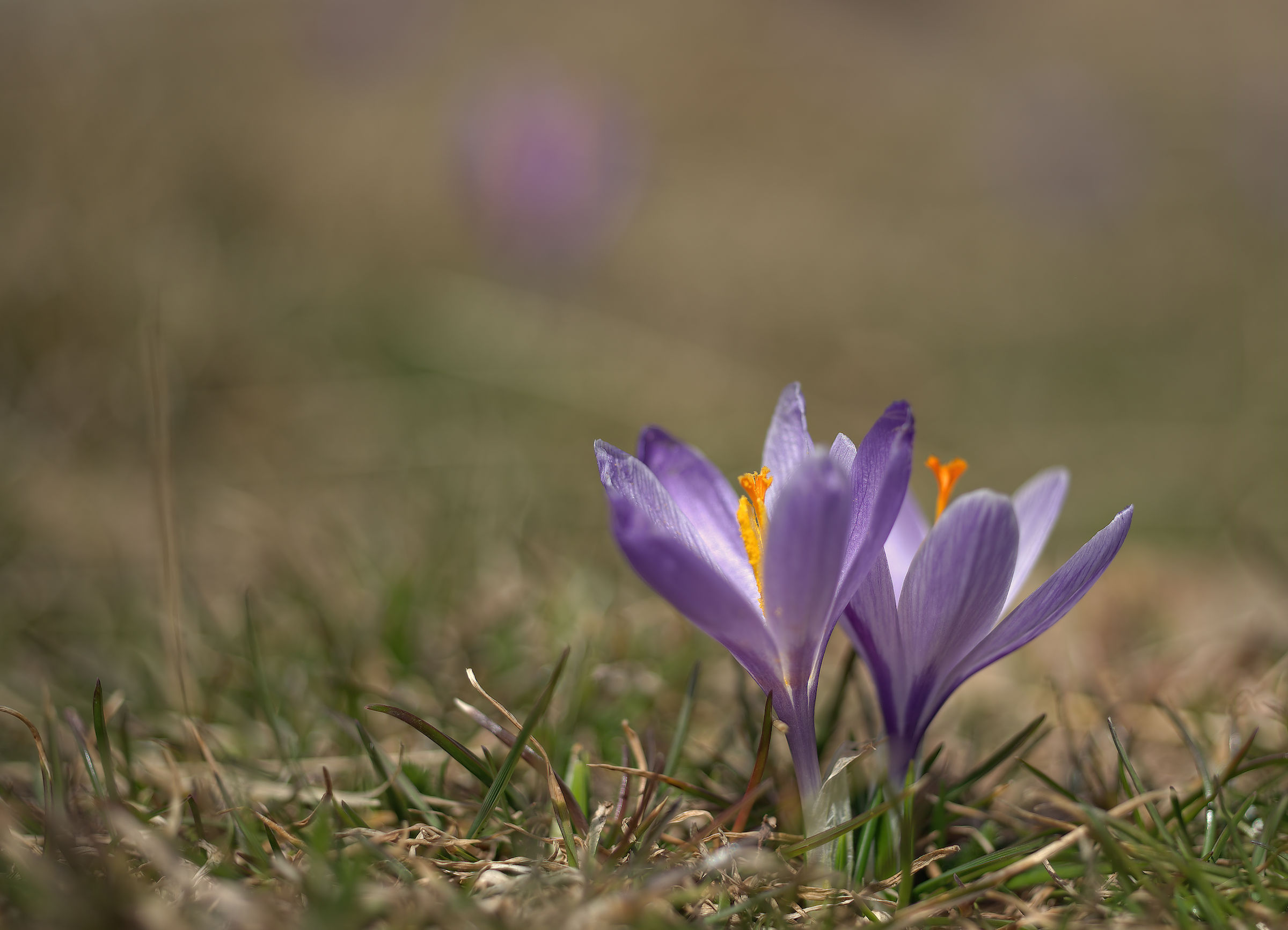 Crocus