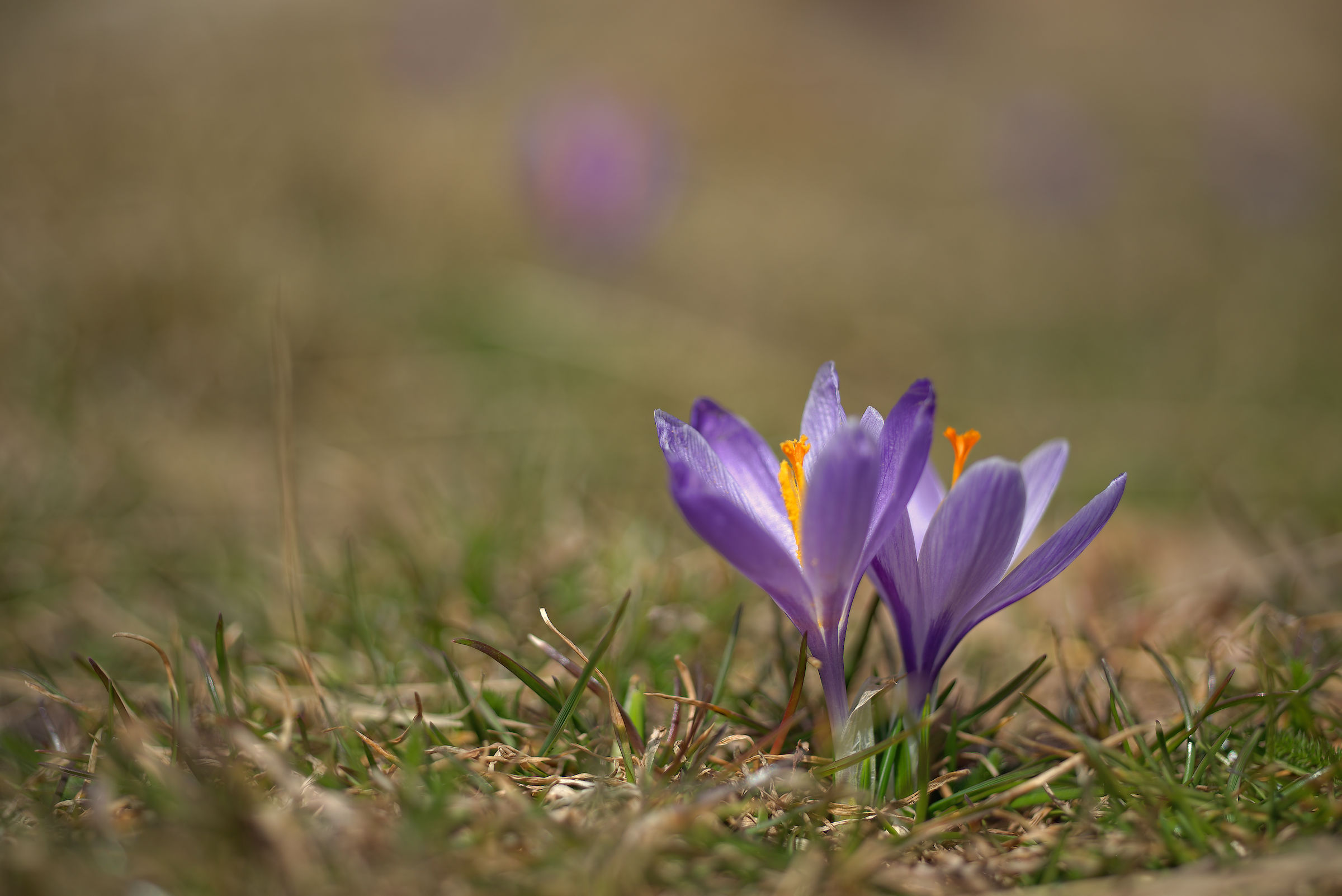 Crocus