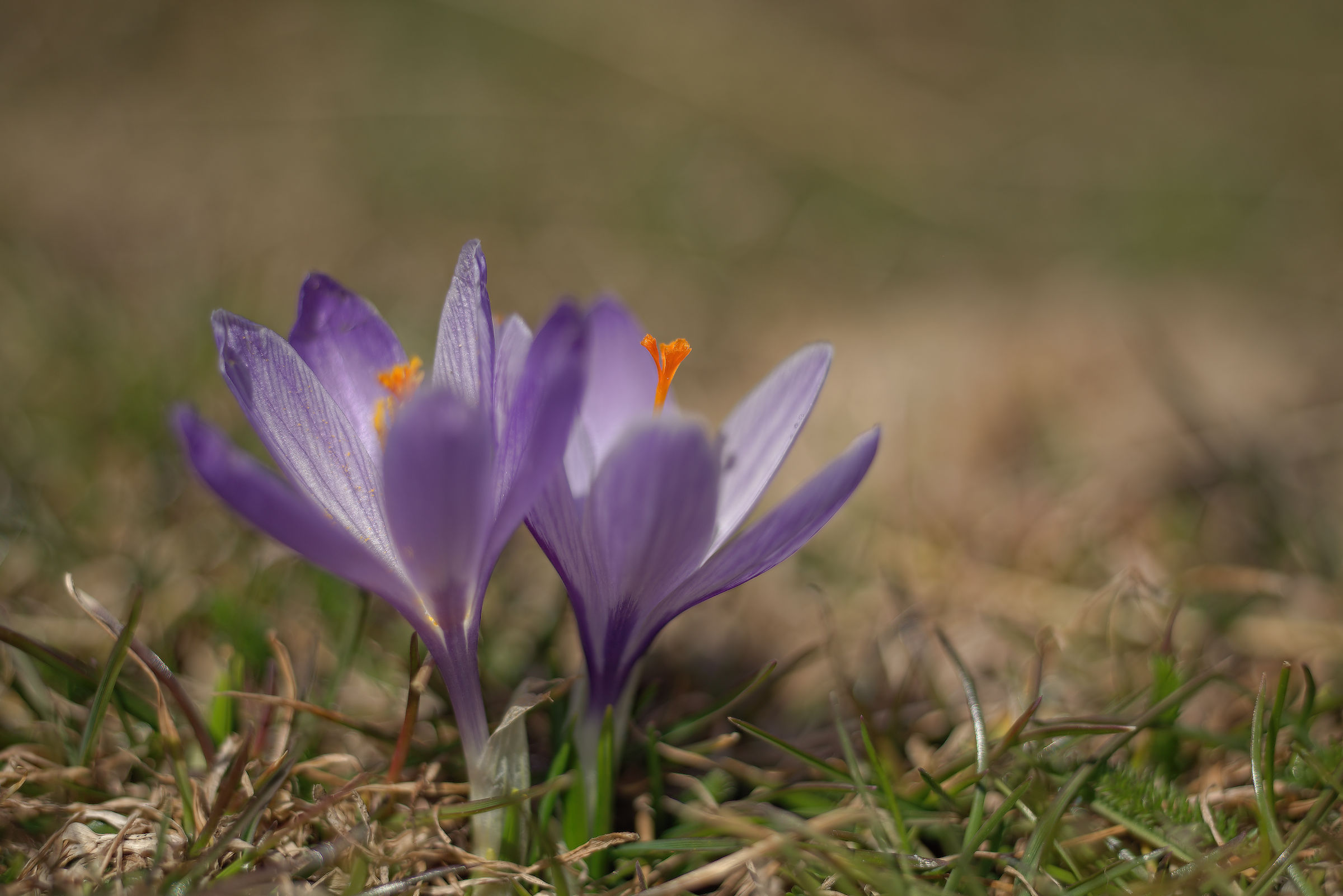 Crocus