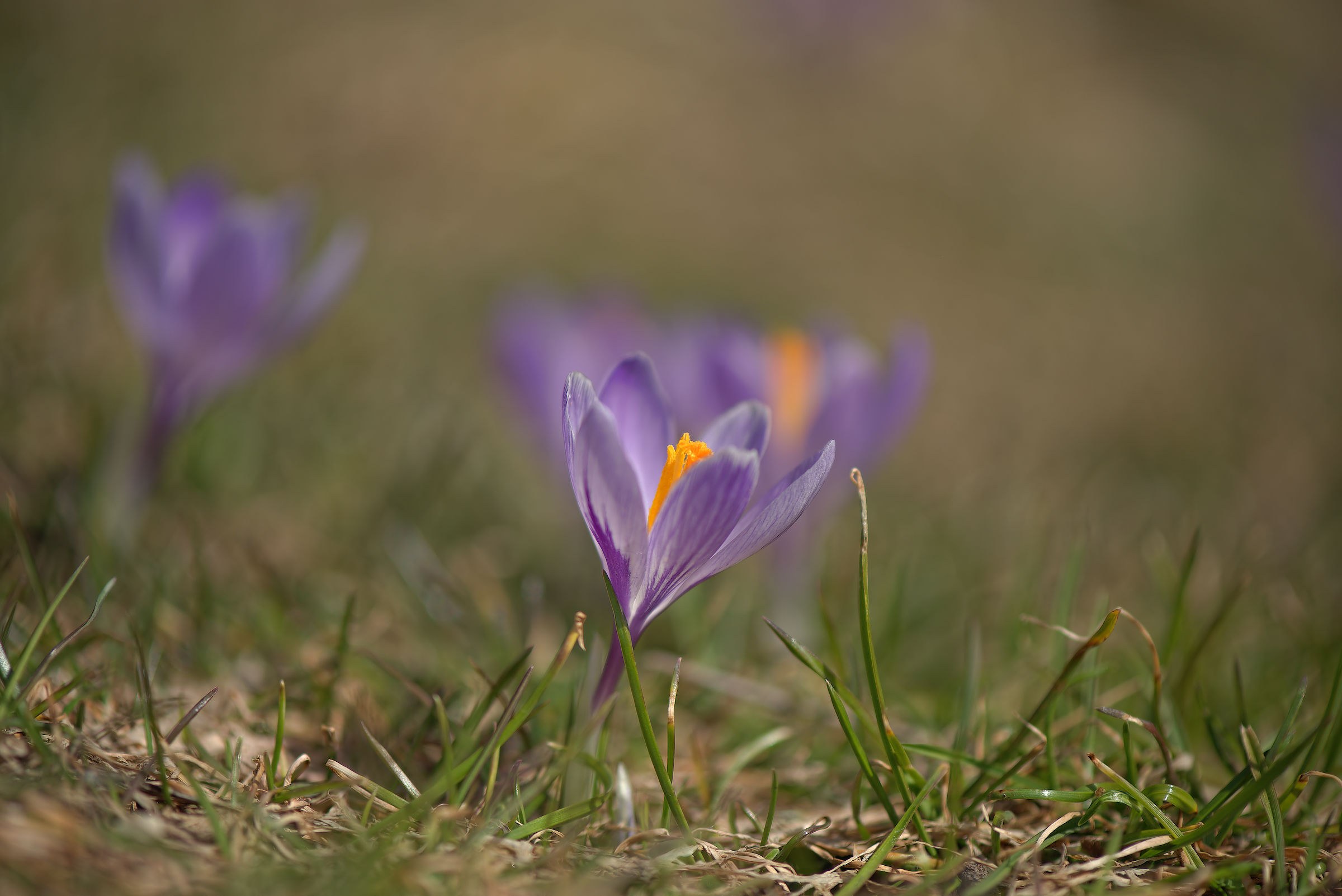 Crocus