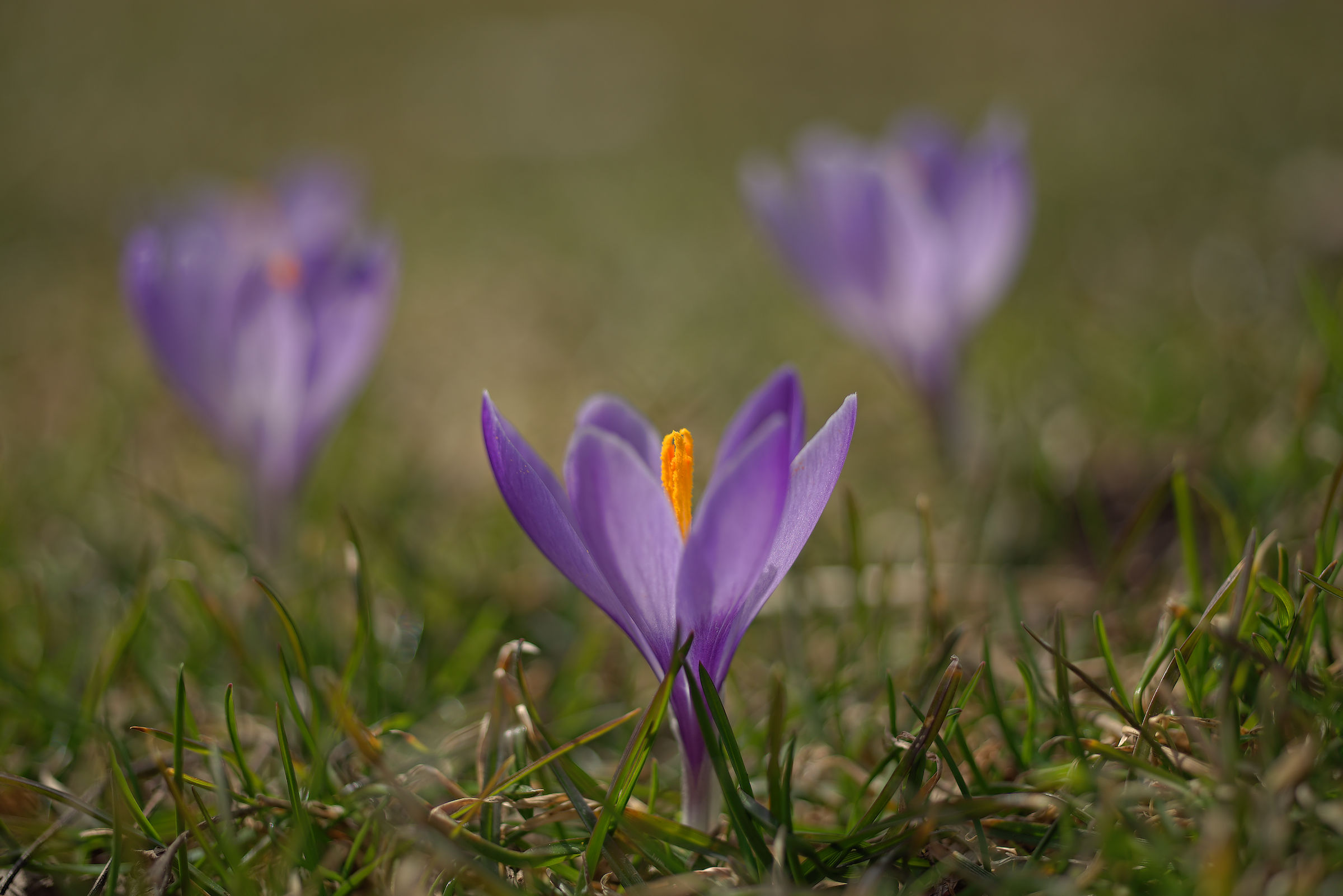Crocus