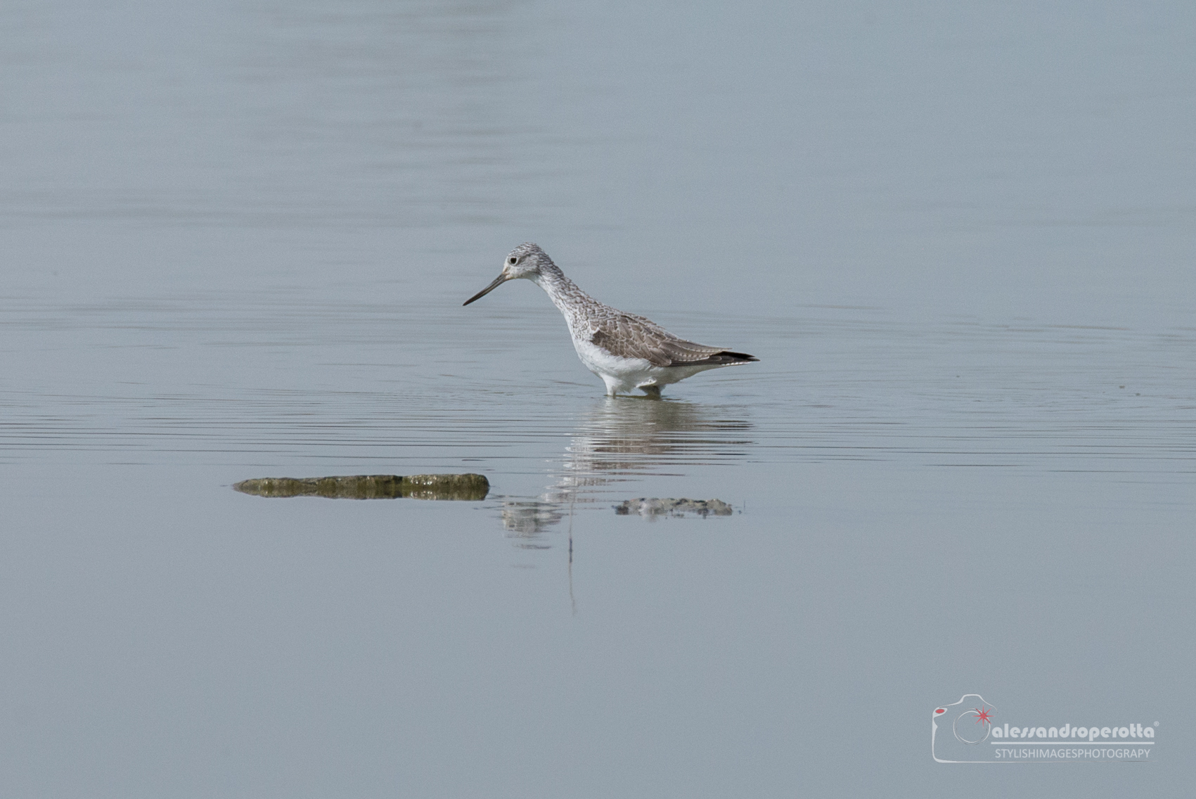 Pantana on the hunt...