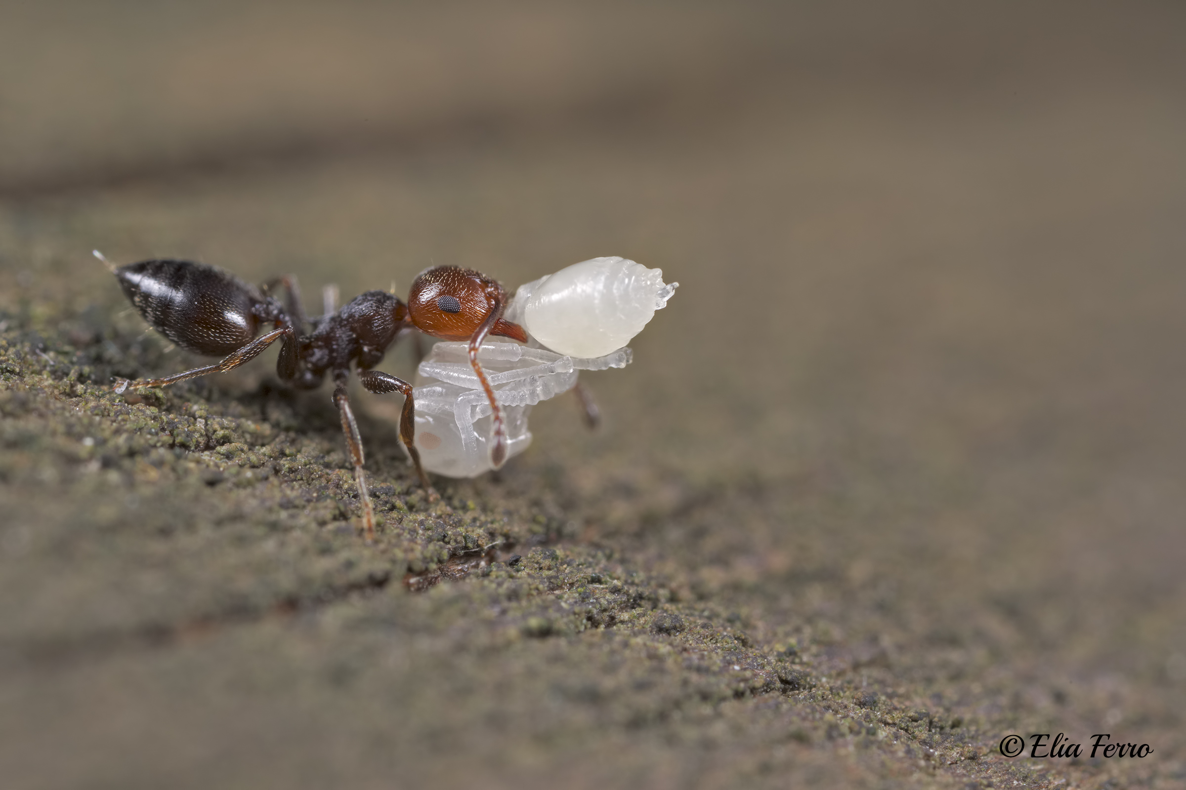 Trasporto eccezionale