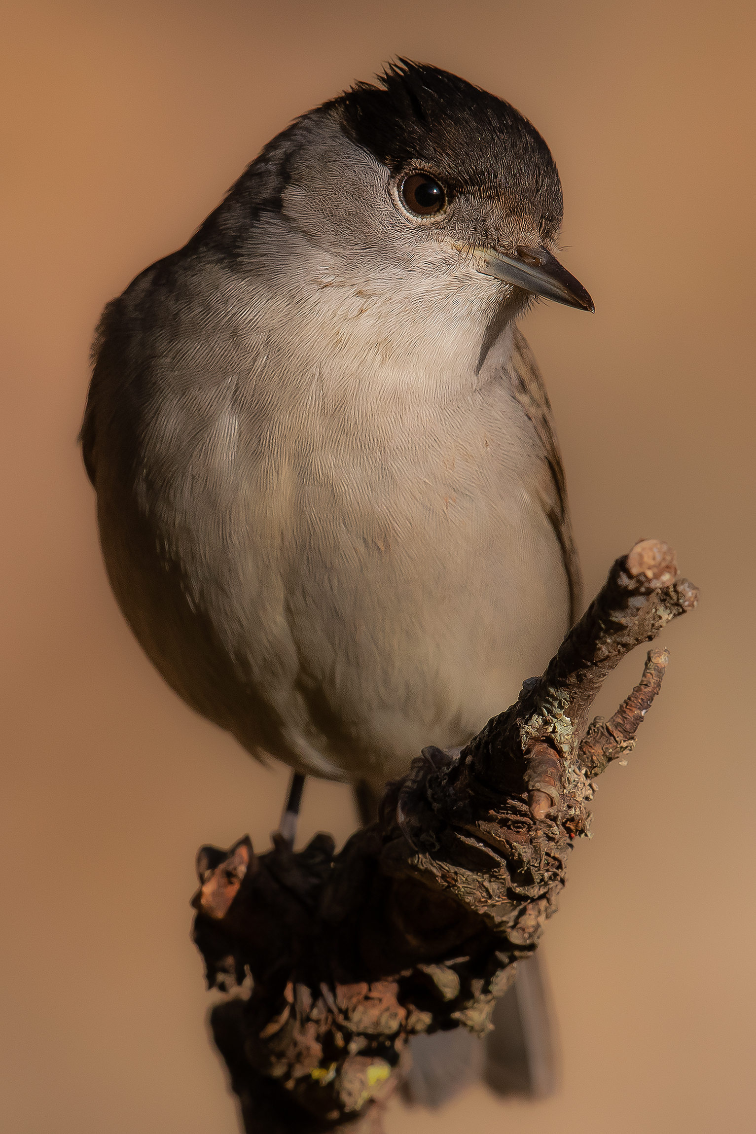 Blackcap