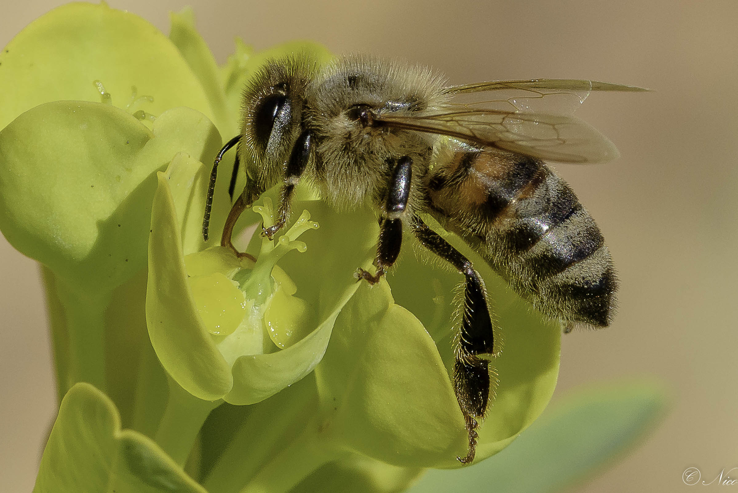 Di fior in fior si posa