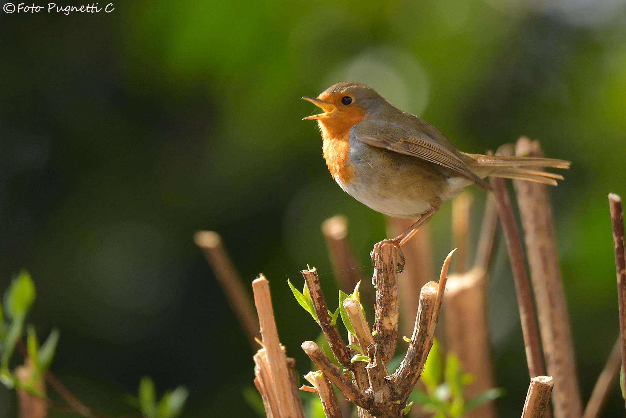The Robin singing