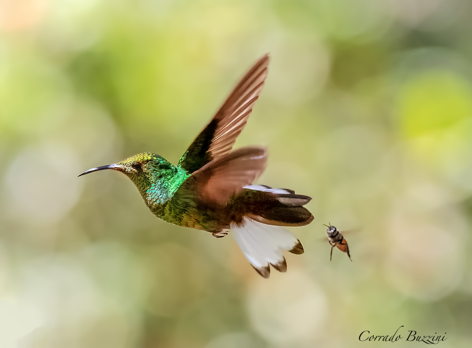 Colibrì