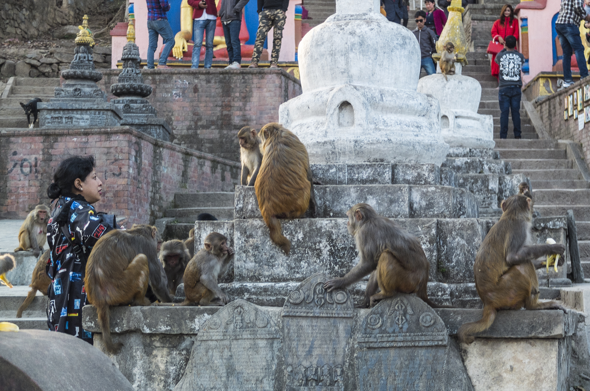 Gattara in Kathmandu.. OPS ape?