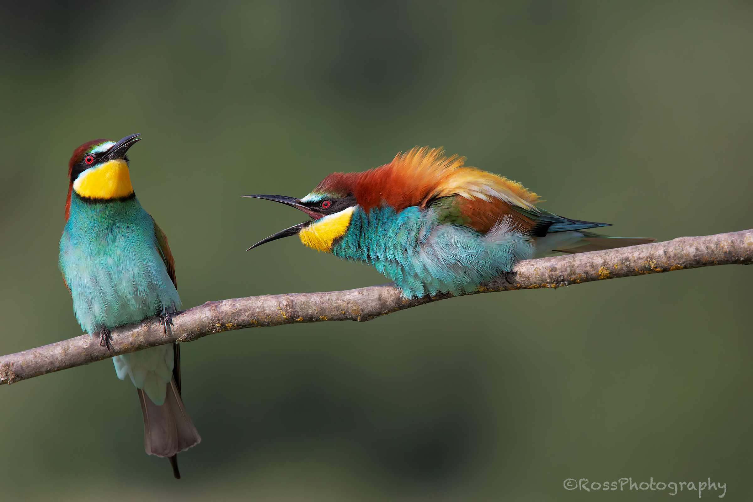 Gruccioni. Castelnuovo Scrivia