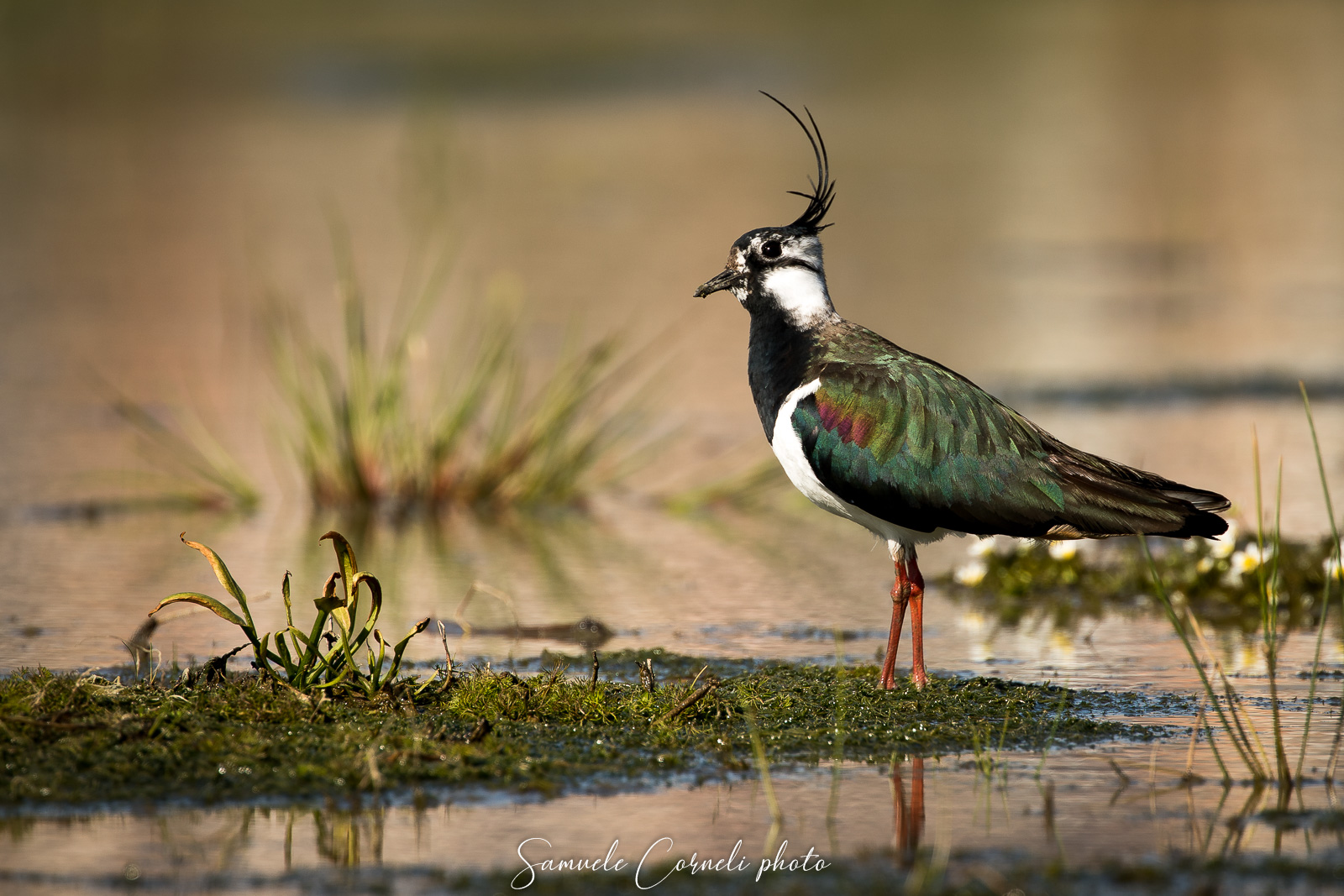 The Lapwing