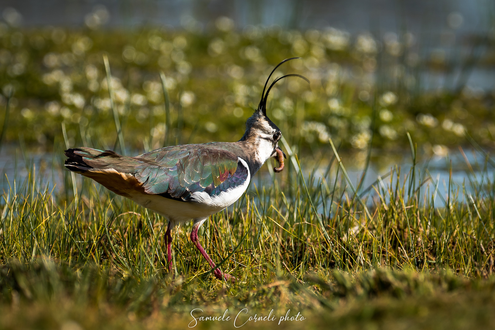 The Lapwing and the snack