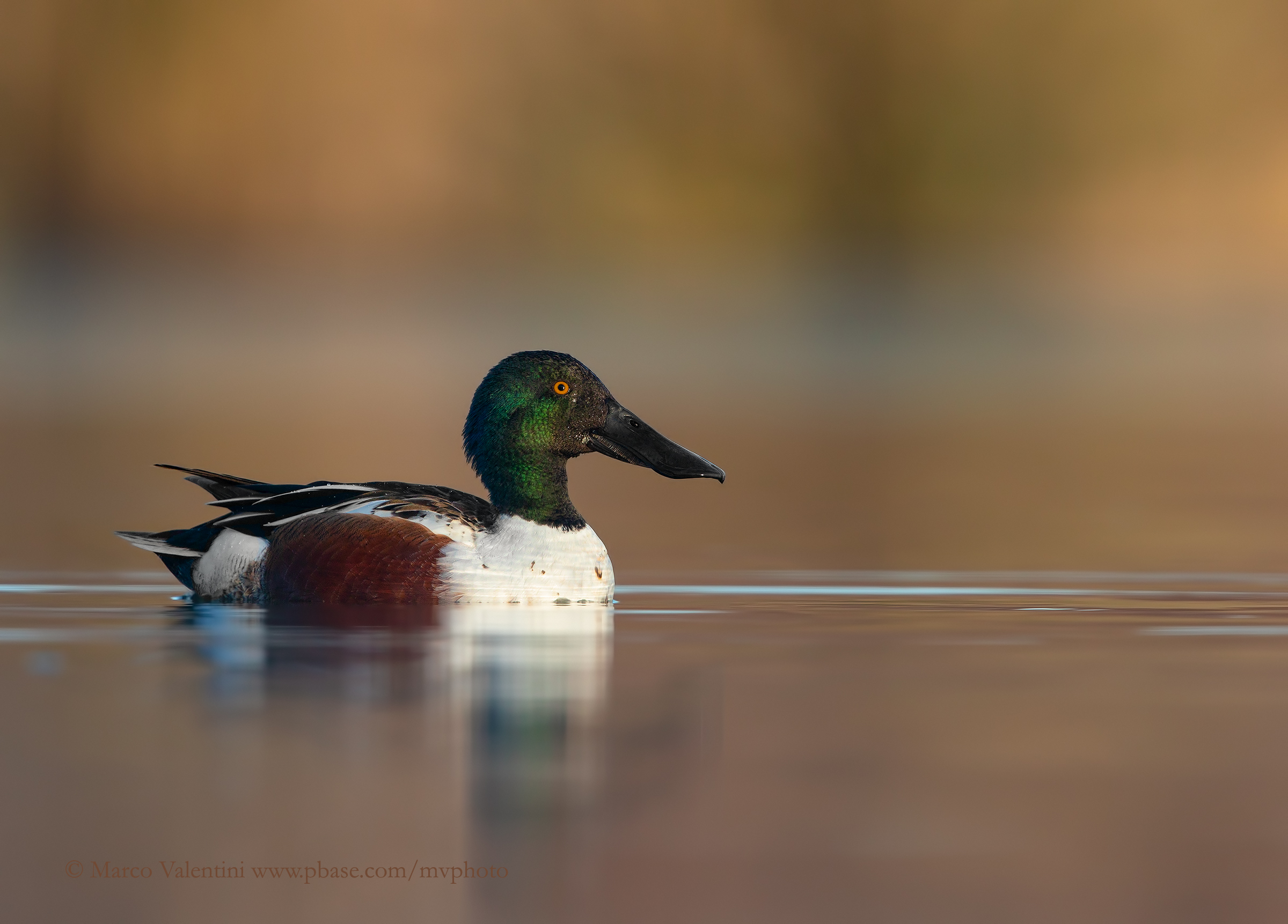 Northern Shoveler