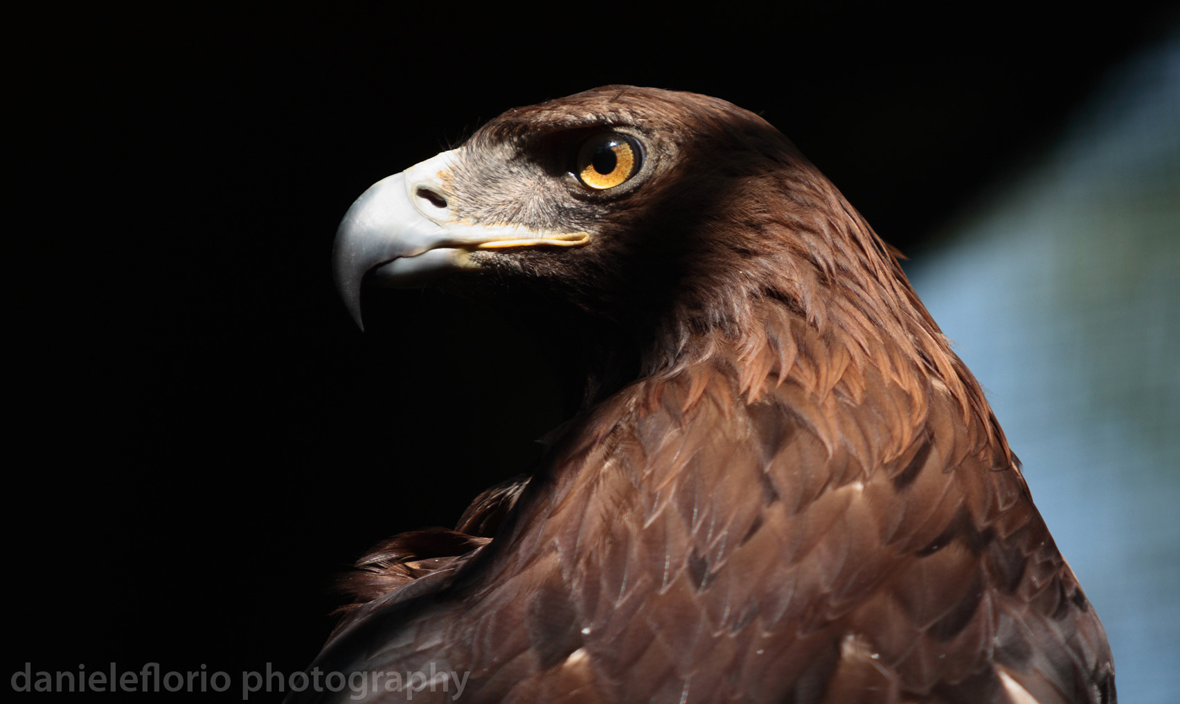 Golden Eagle