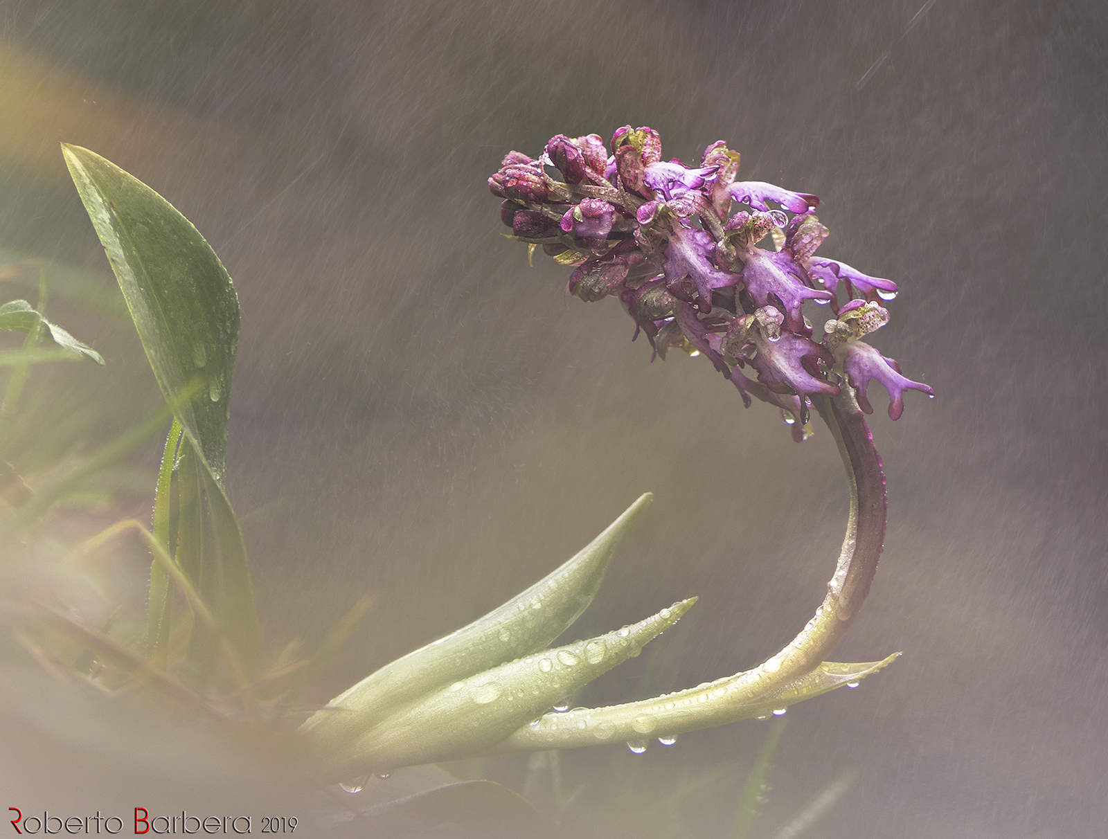 L'orchidea di Robert (Barlia robertiana)