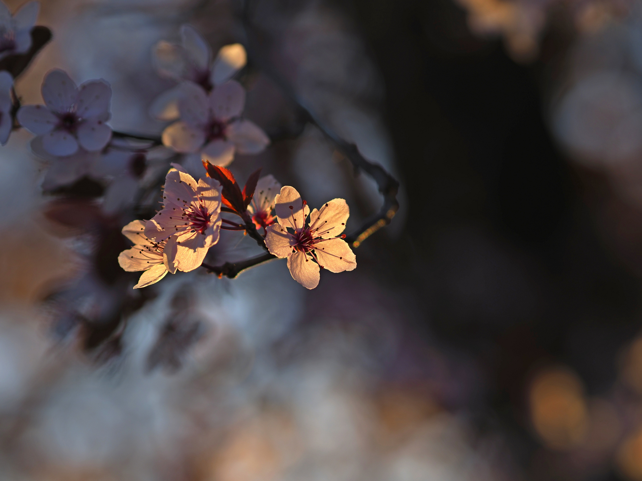 Spring light of Sunset