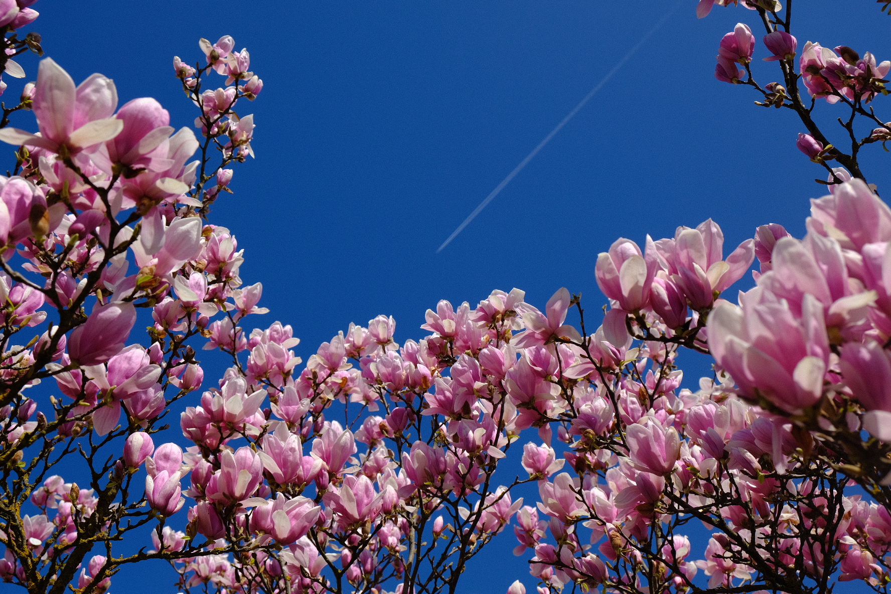 The Blooming Magnolia