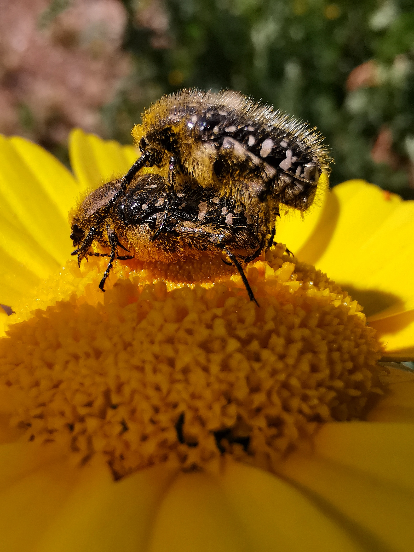 Accoppiamento su margherita