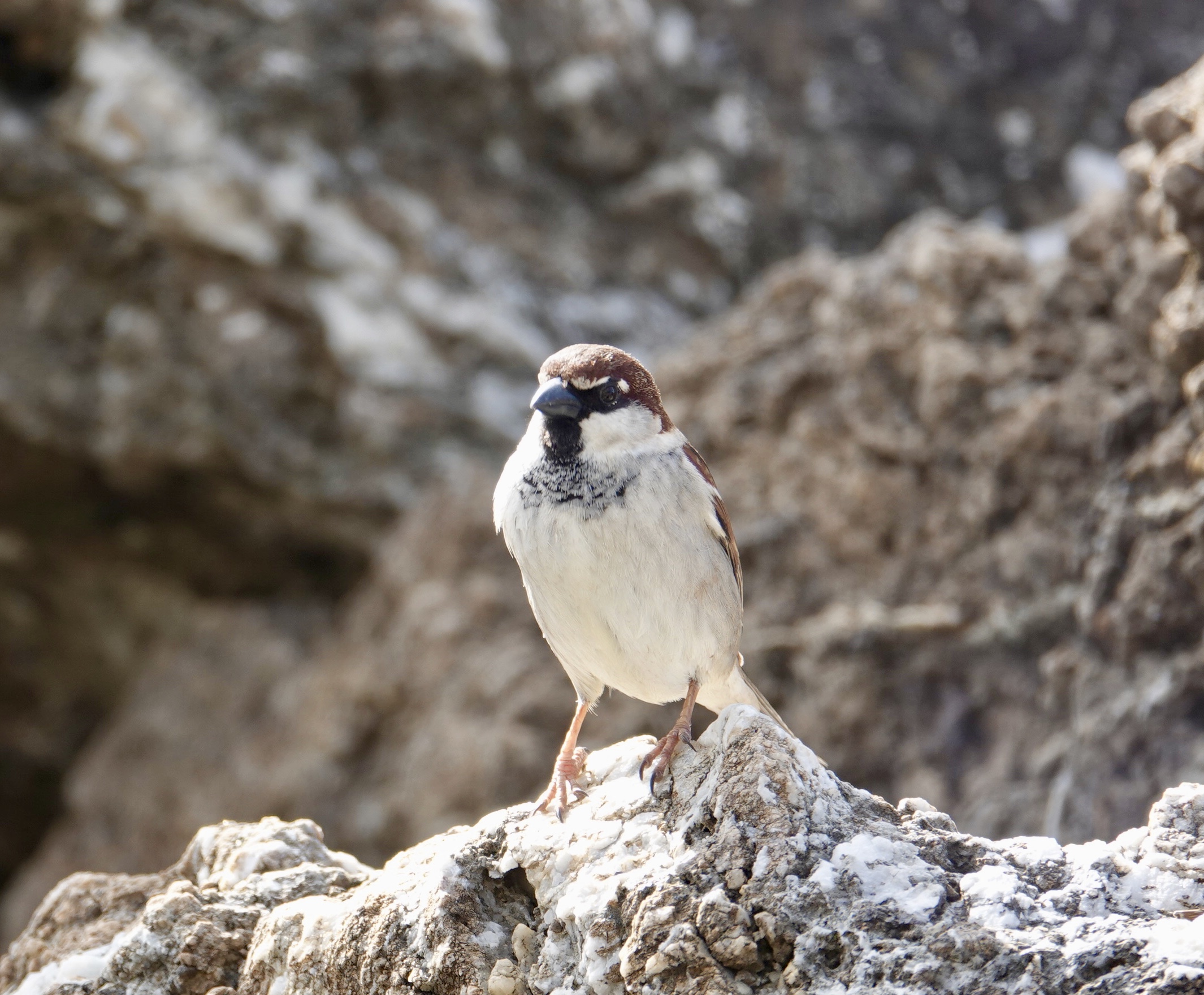 Sparrow at the Sea