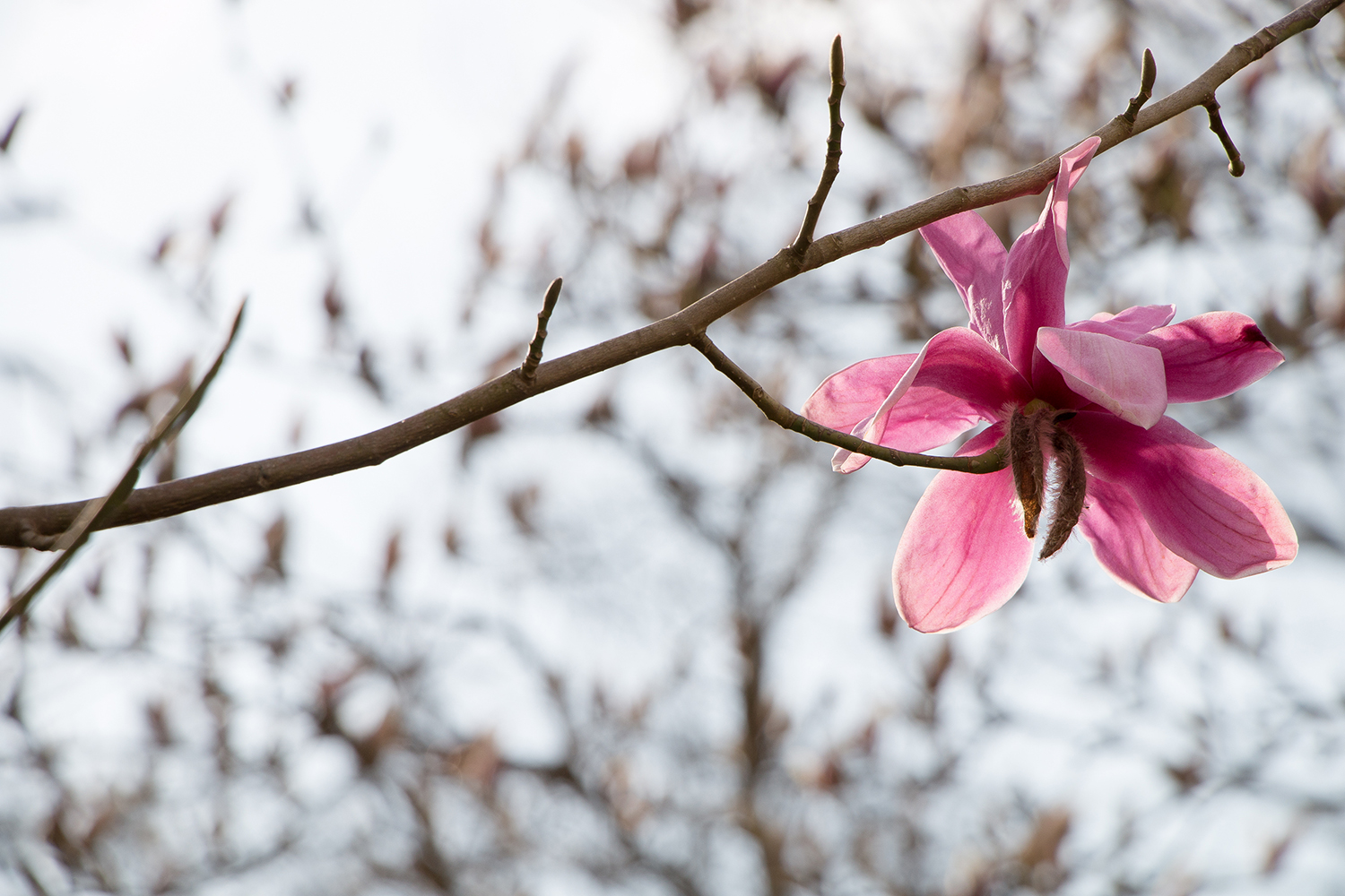 Magnolia almost Spring