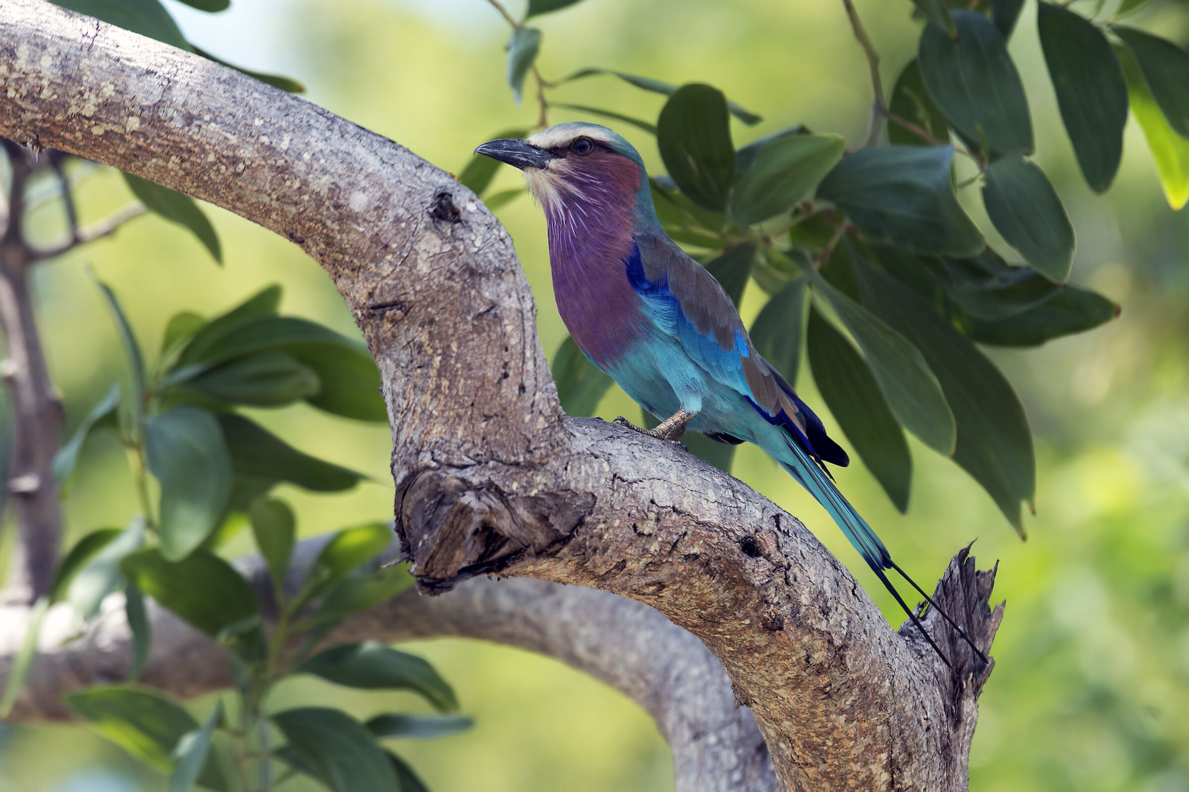 Ghiandaia marina pettolilla