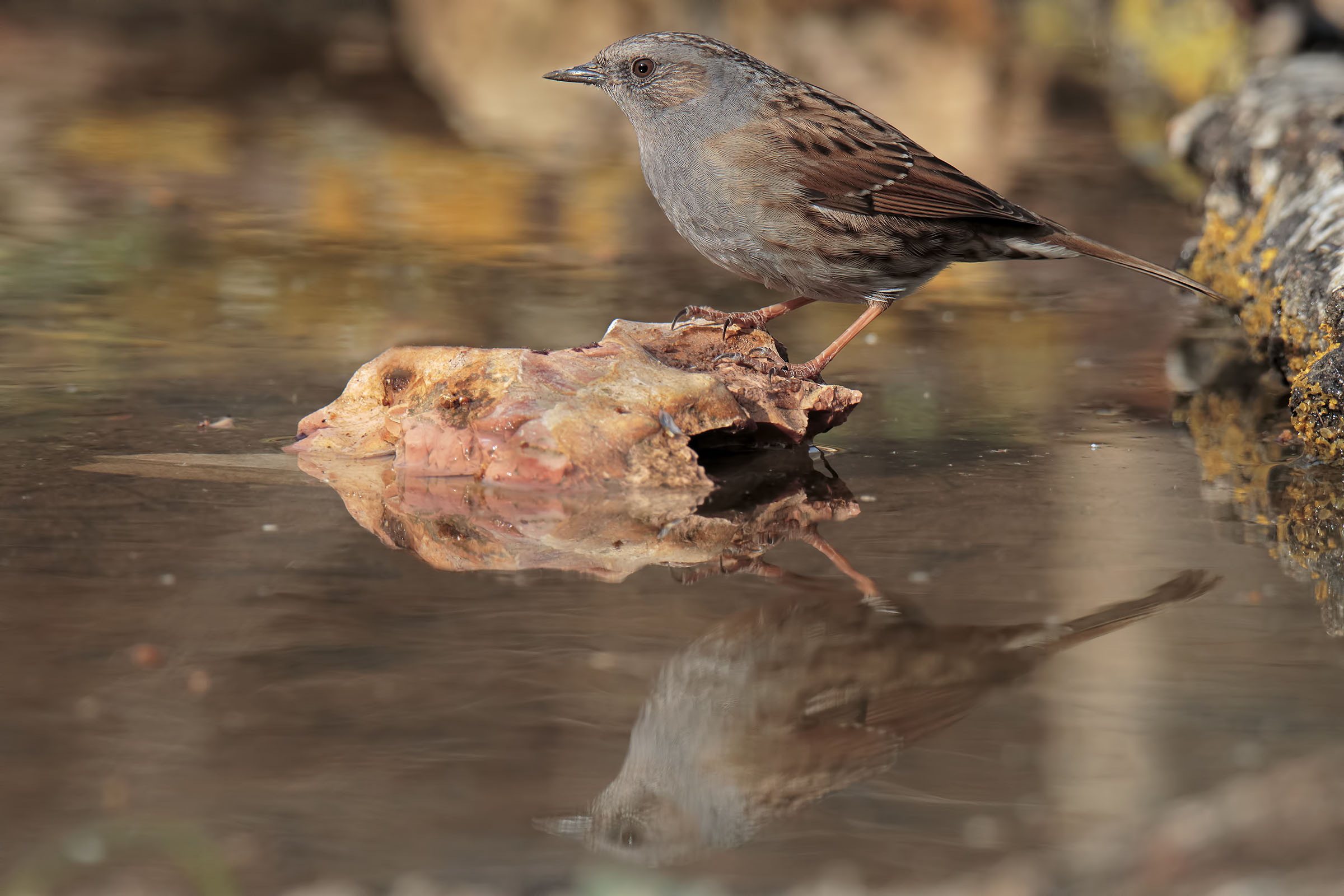 Passera Dunnock